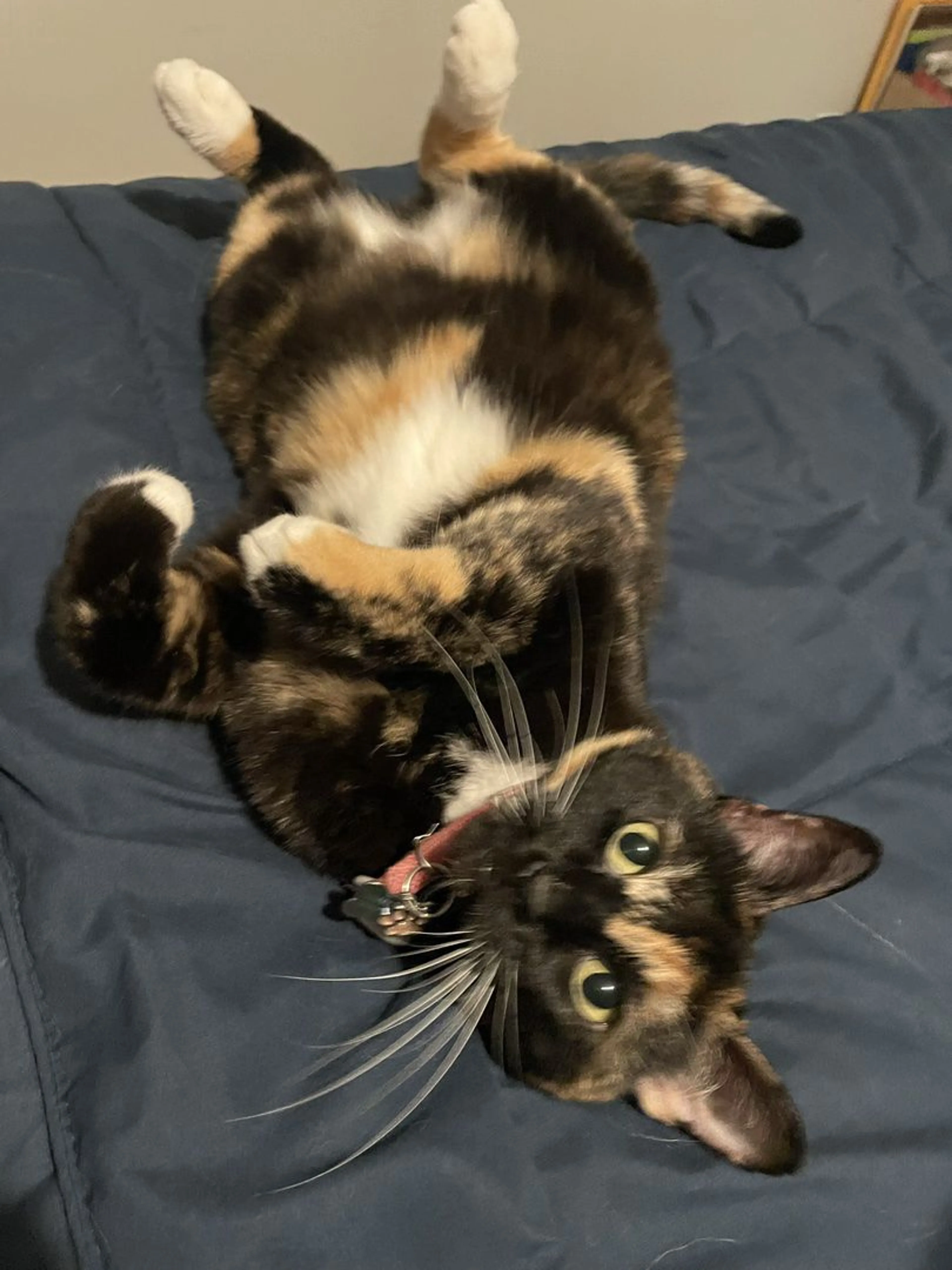 Lost pet