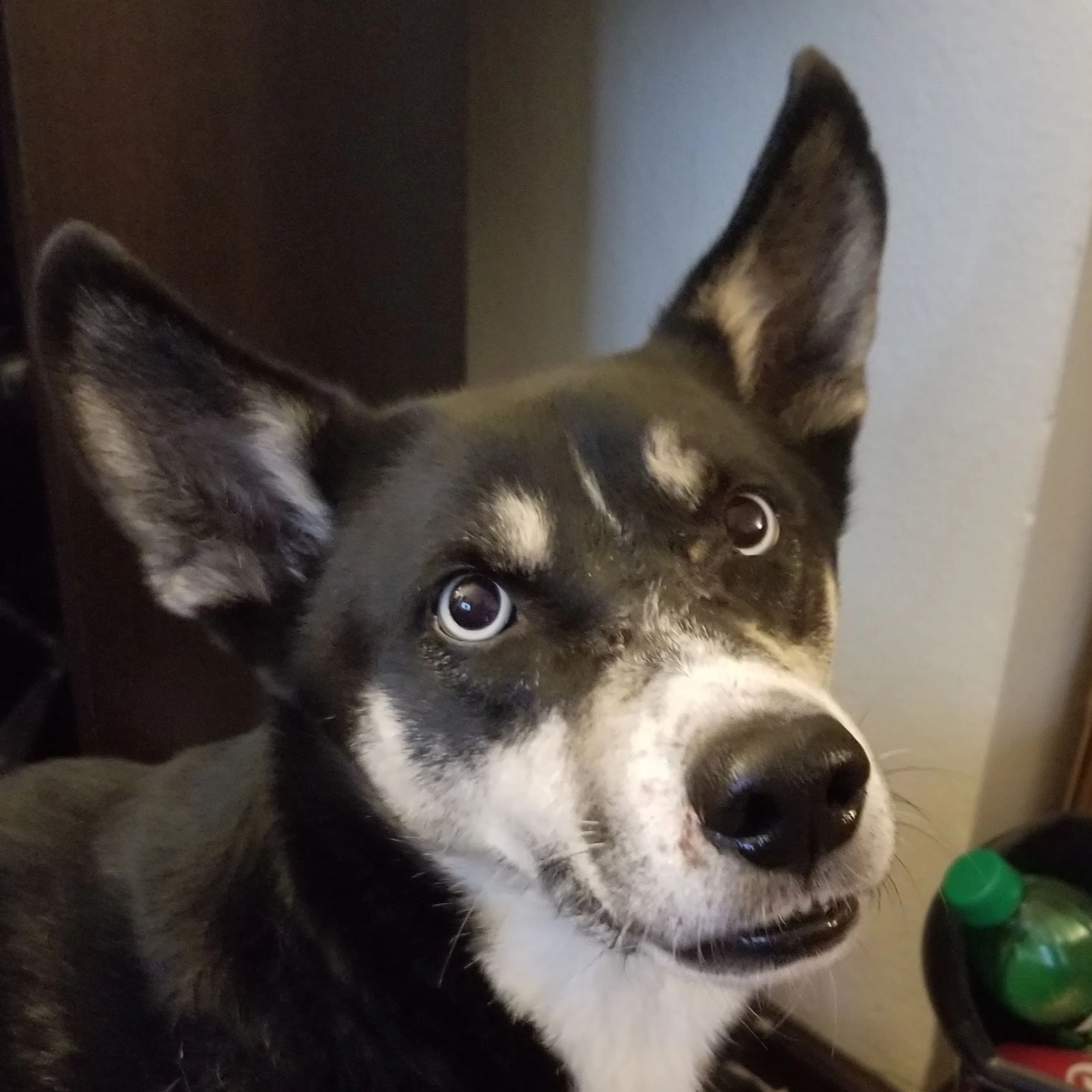 Lost pet-2