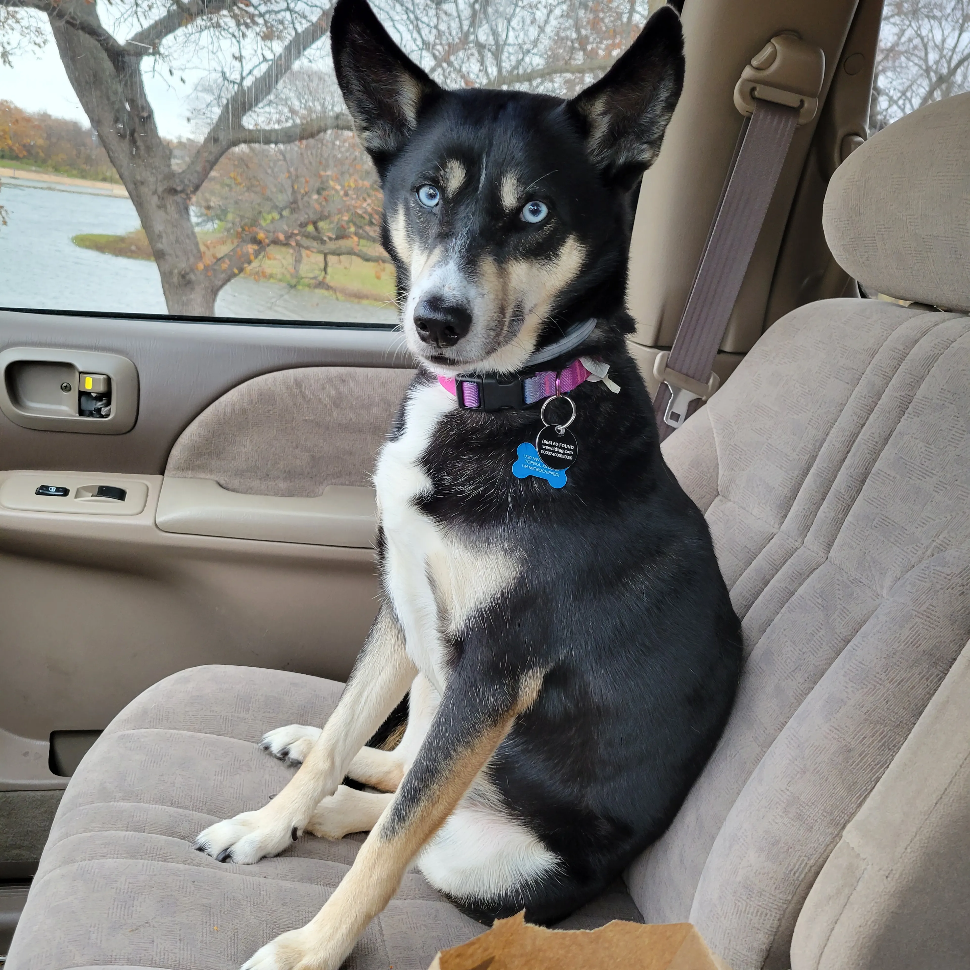 Lost pet-1