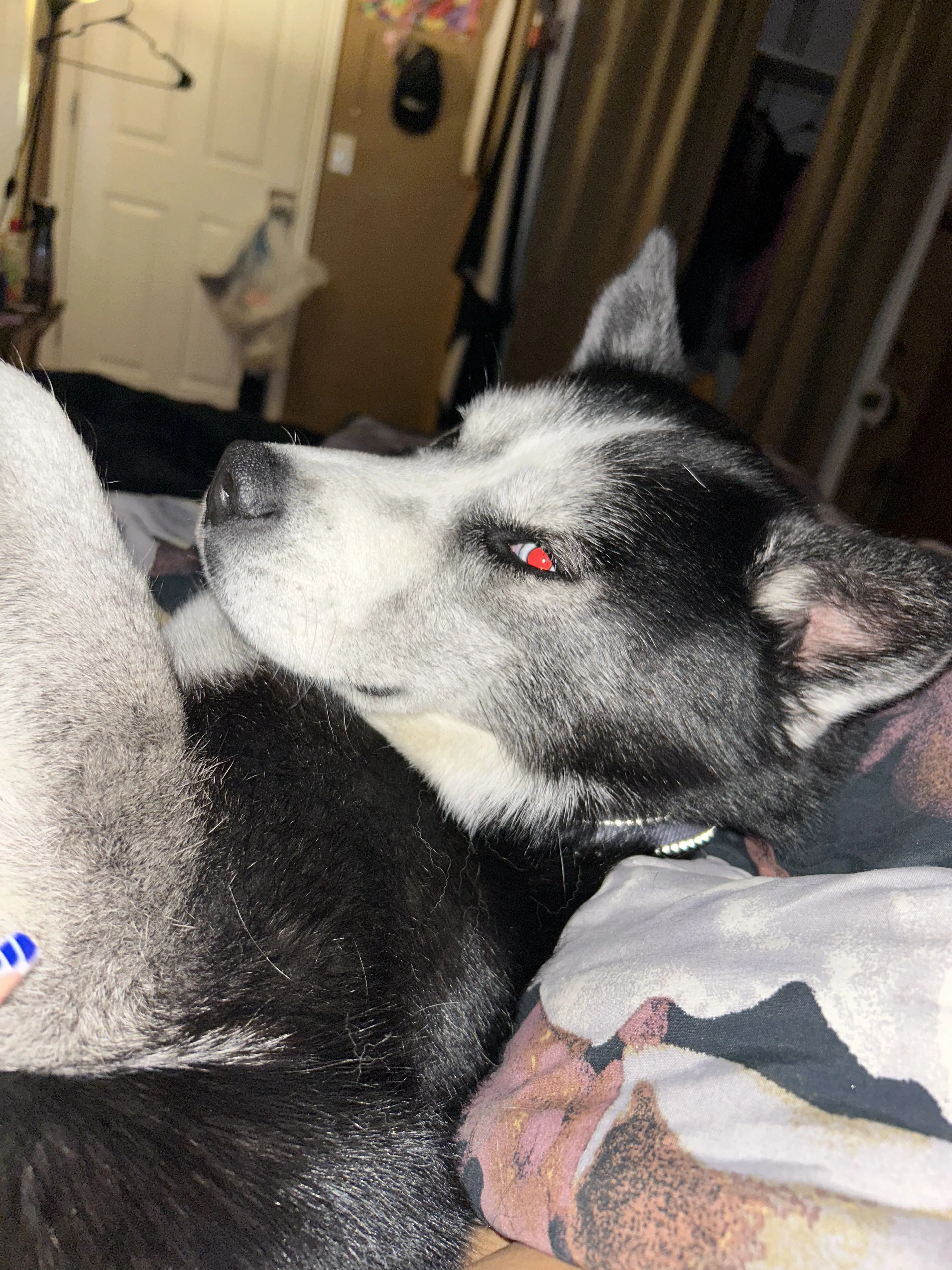 Lost pet