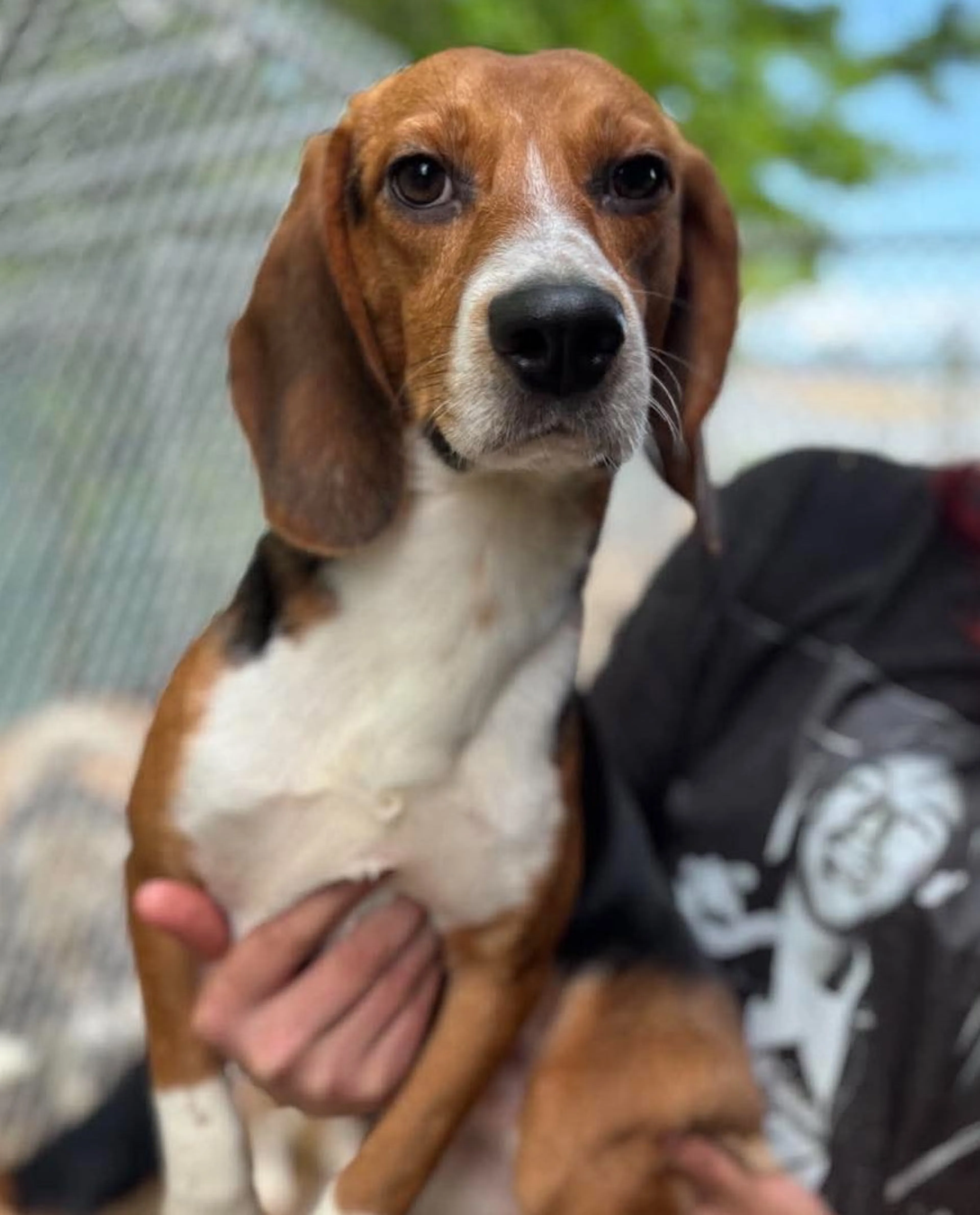 Found pet