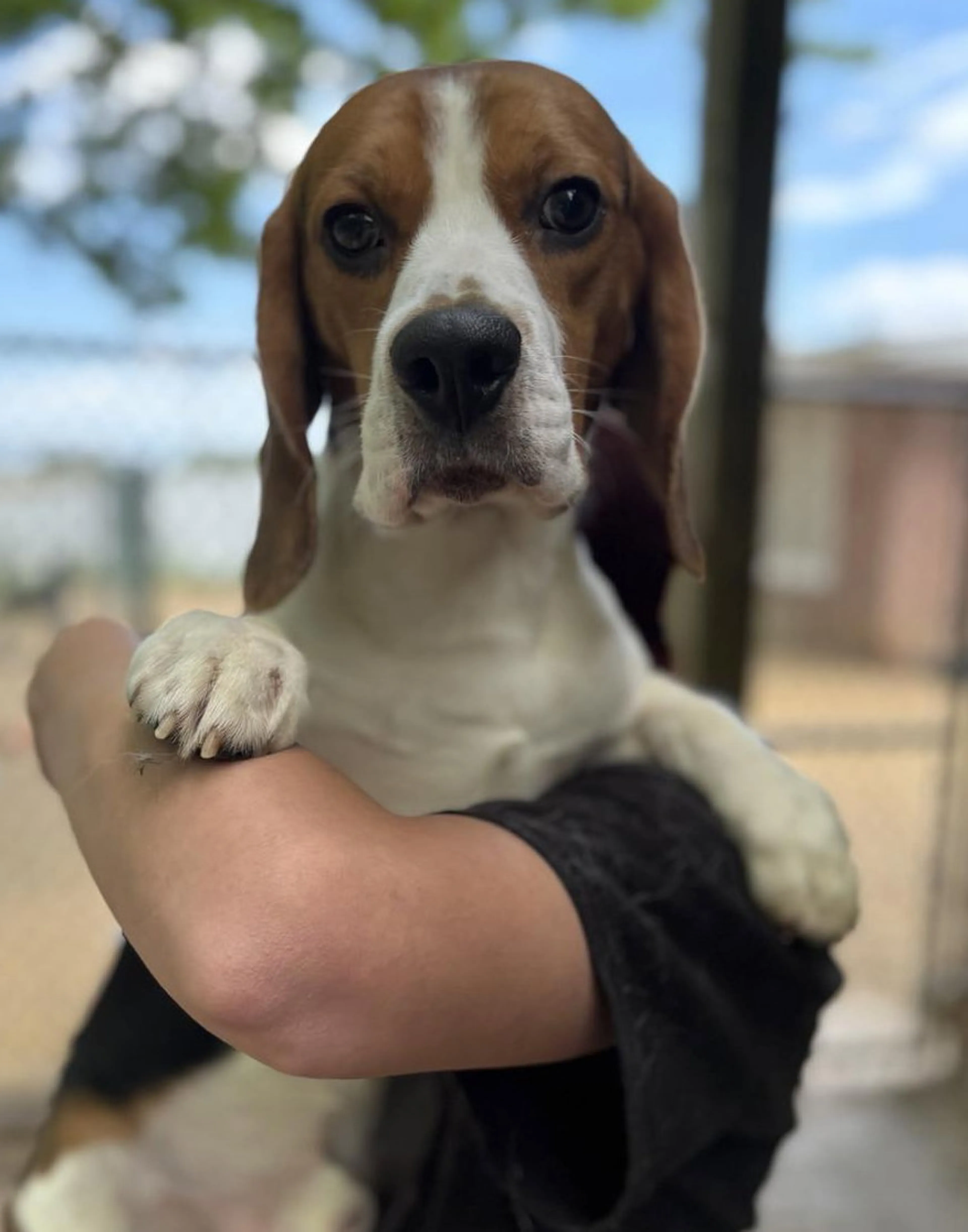 Found pet