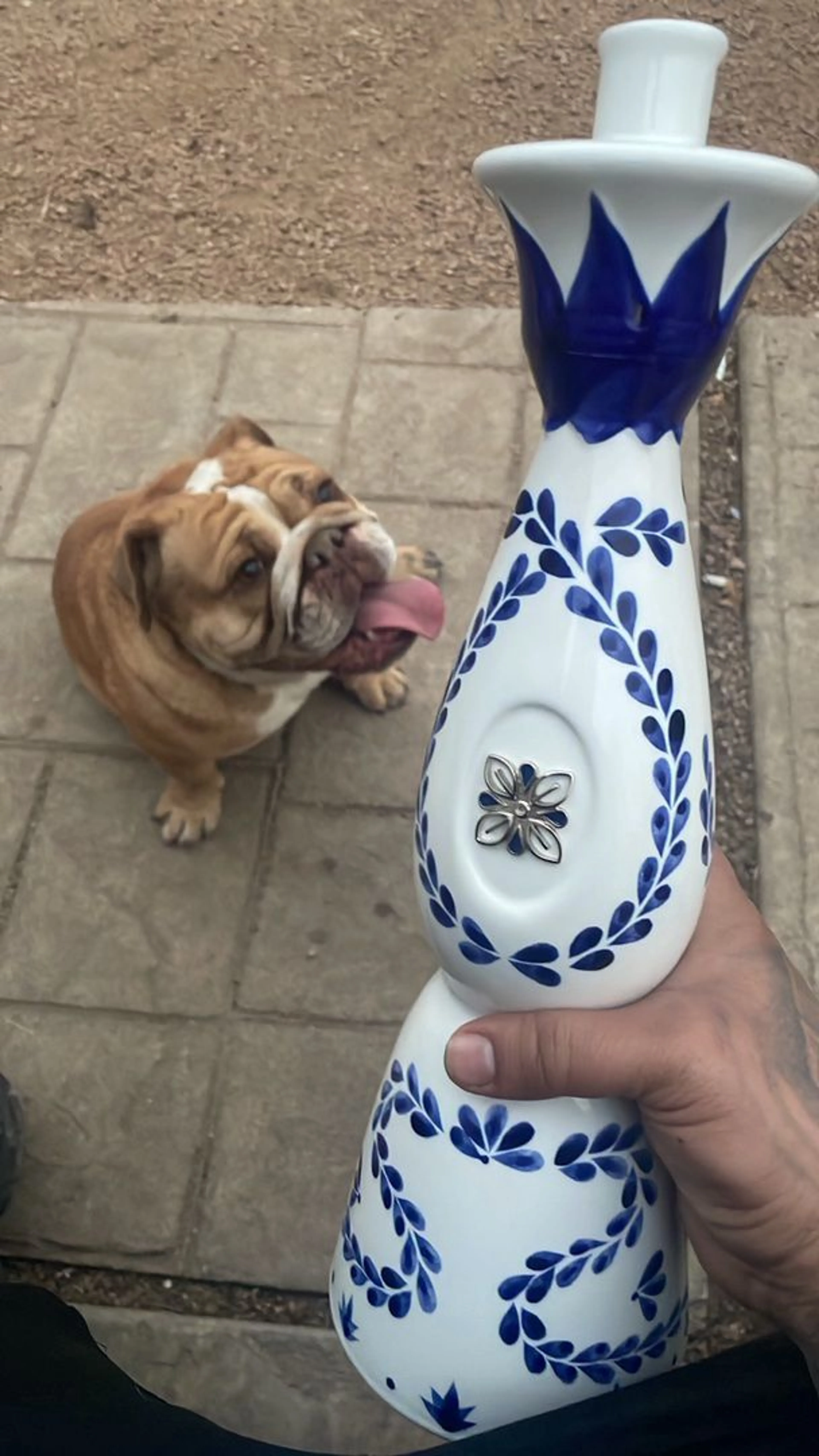 Lost pet-0