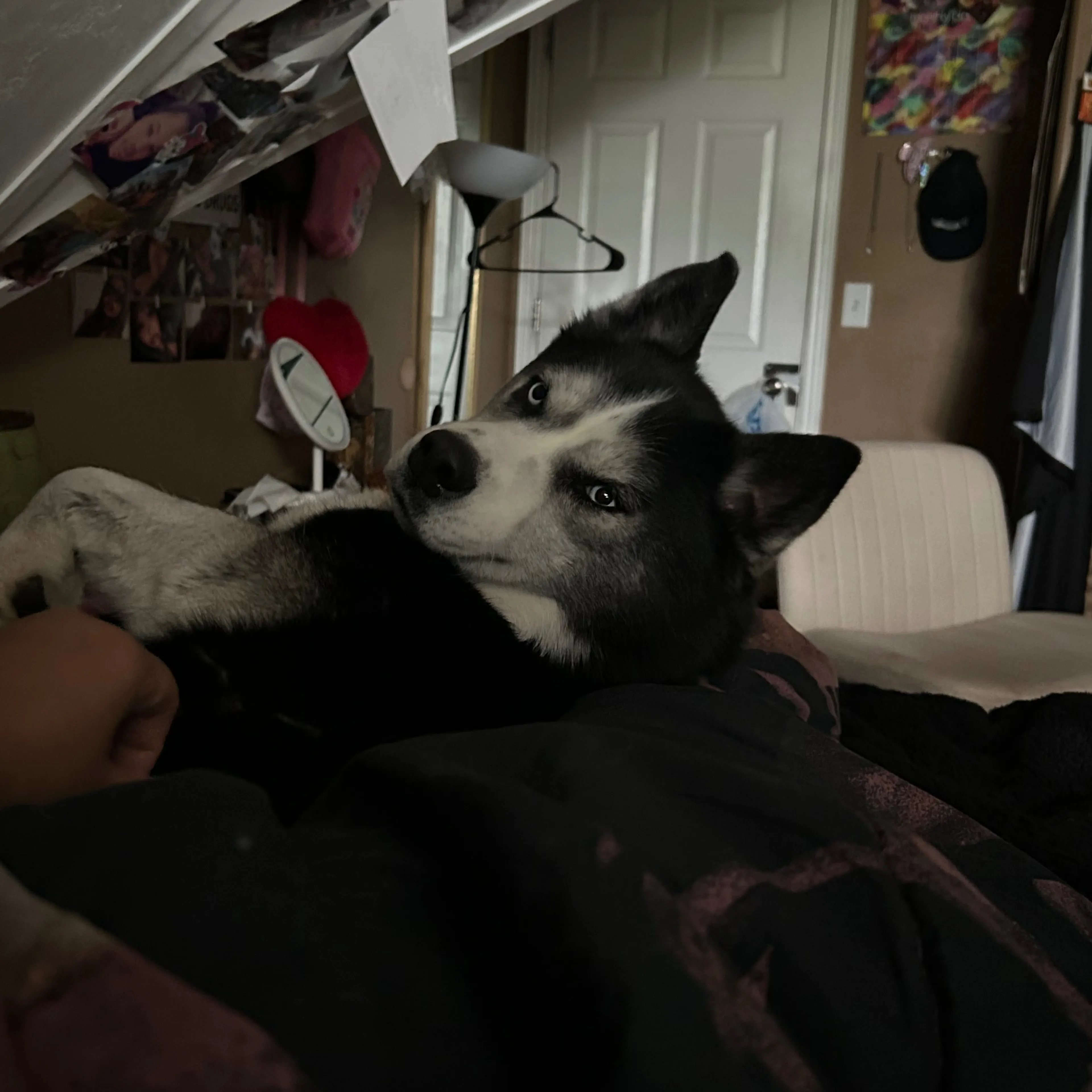 Lost pet-1