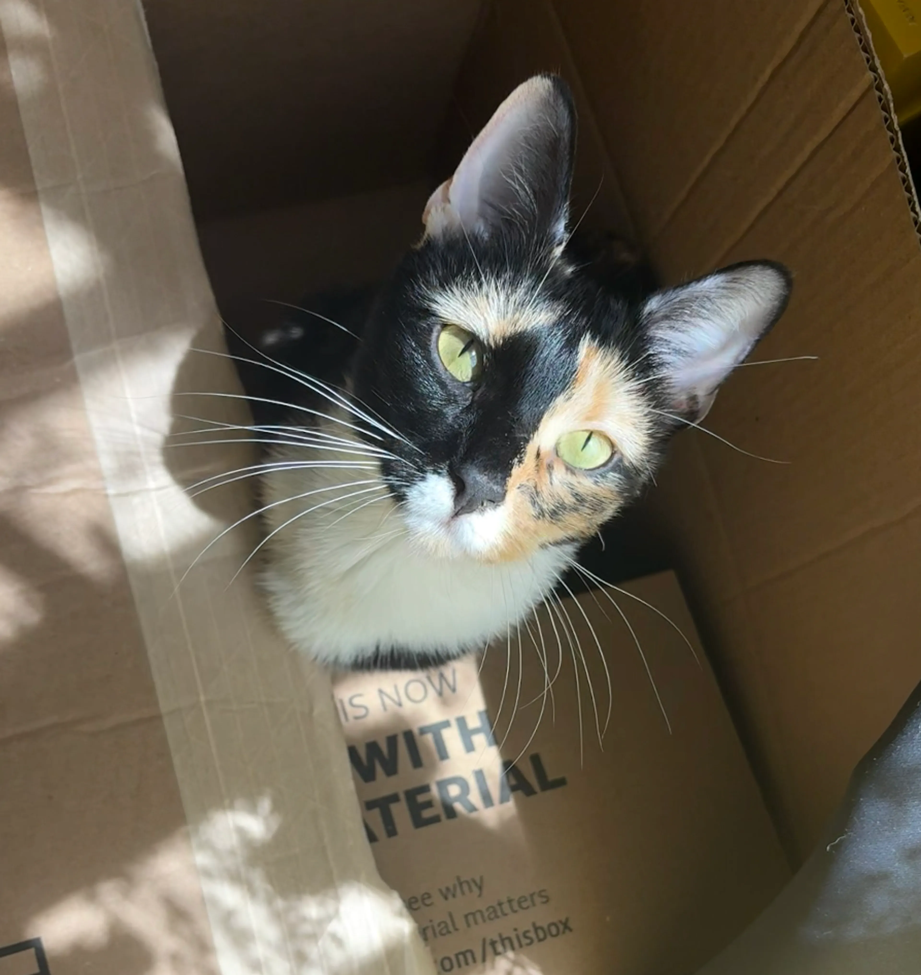 Found pet-0