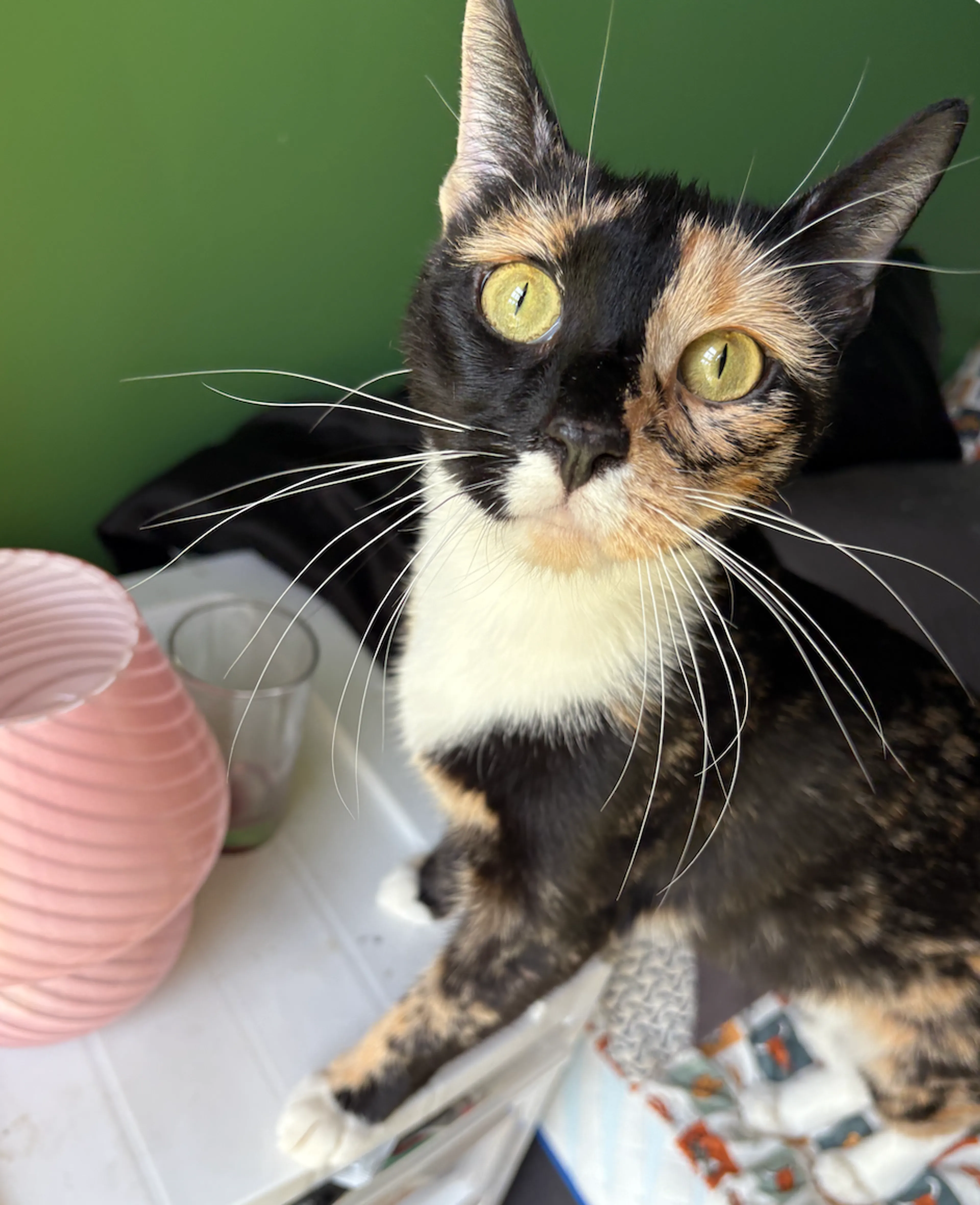 Found pet-1