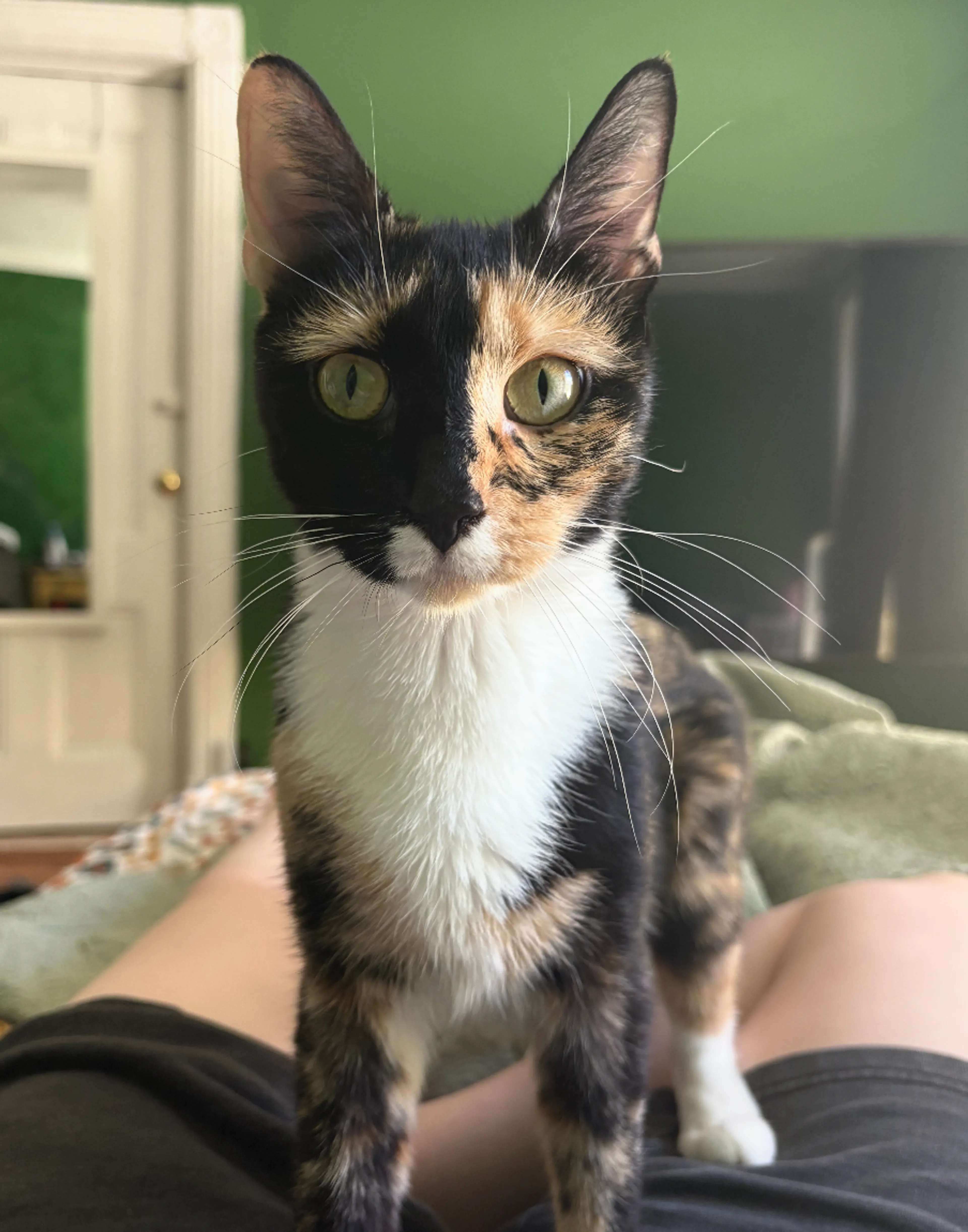 Found pet-2