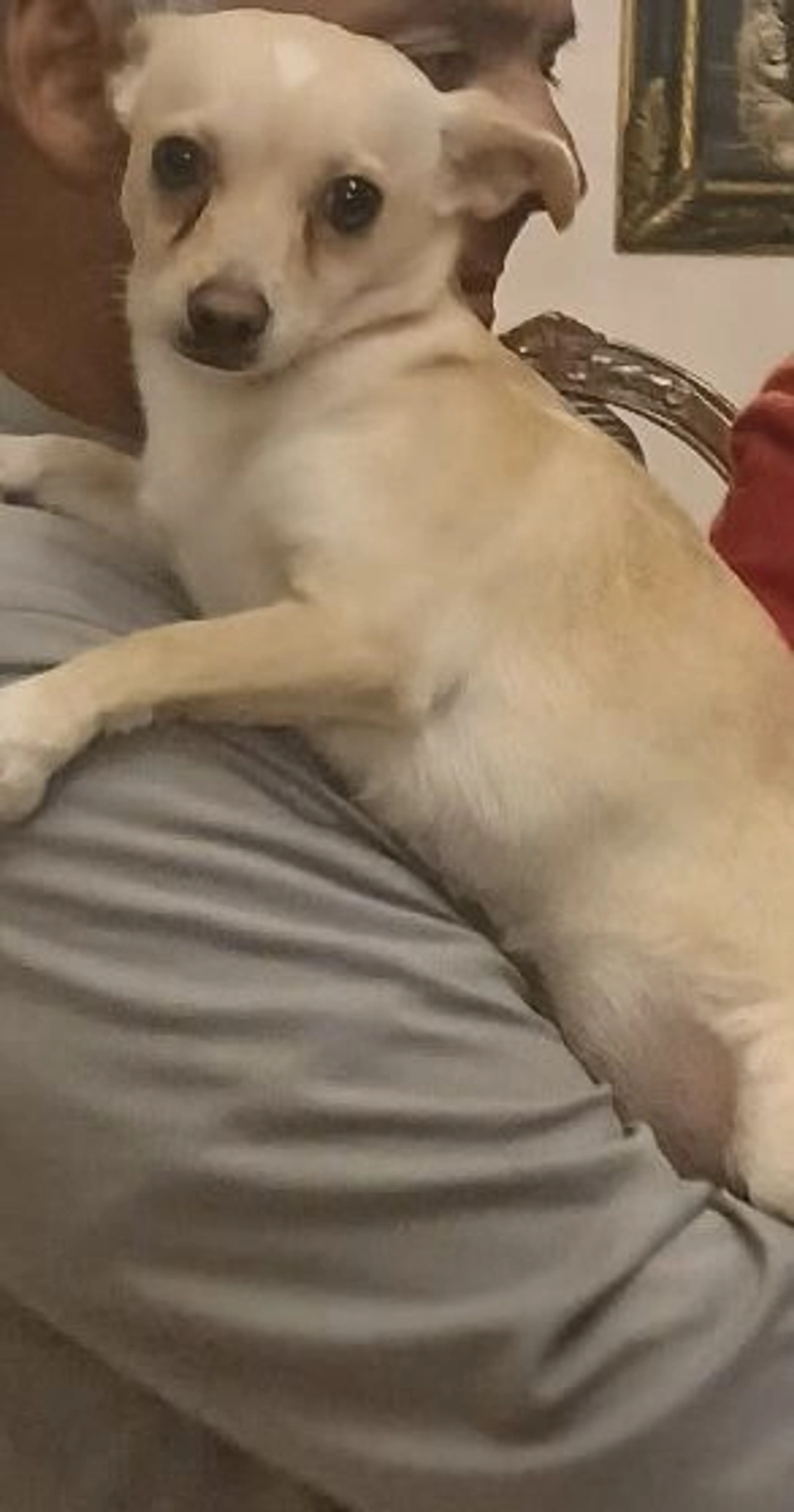Lost pet