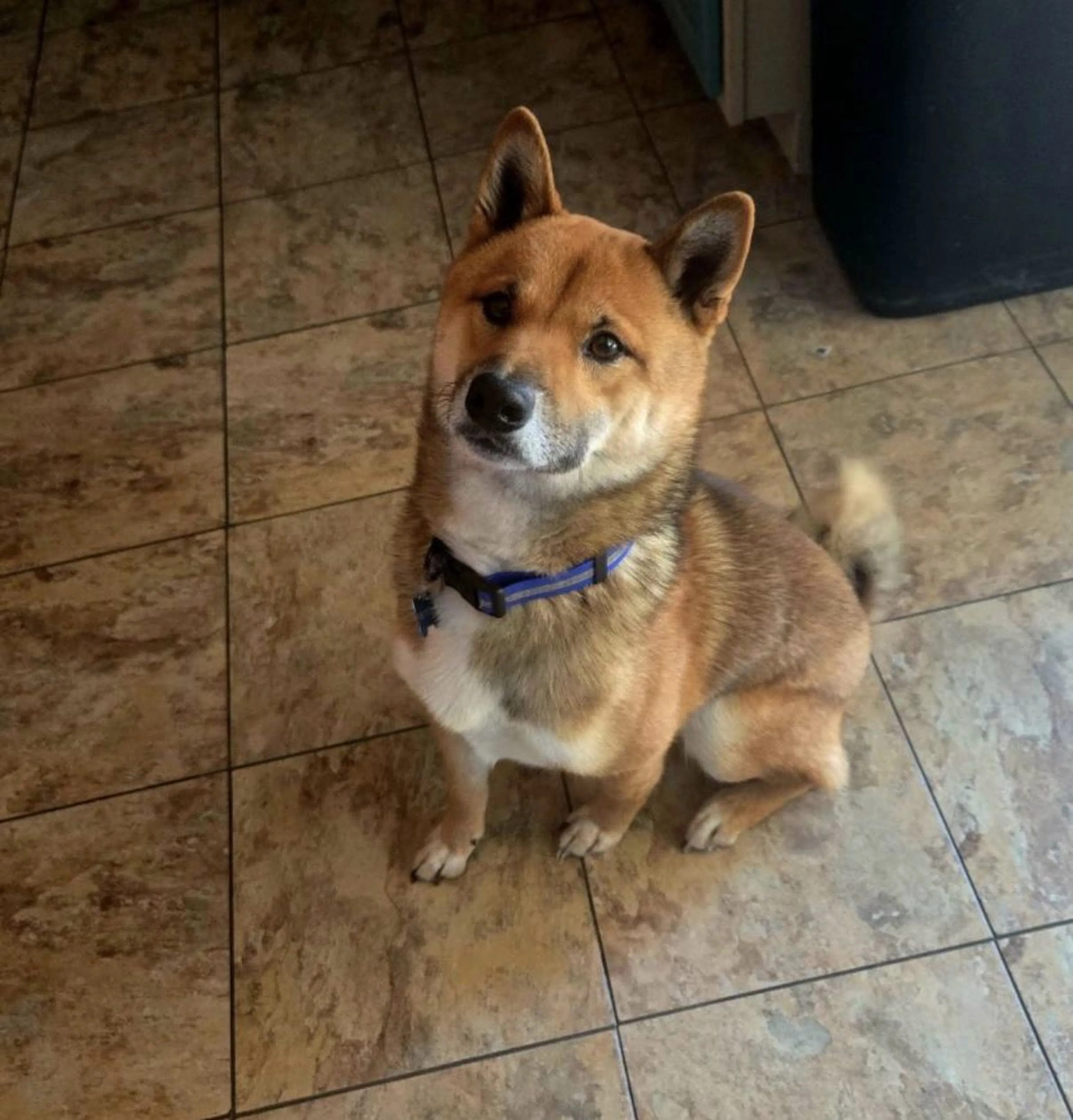 Lost pet-1