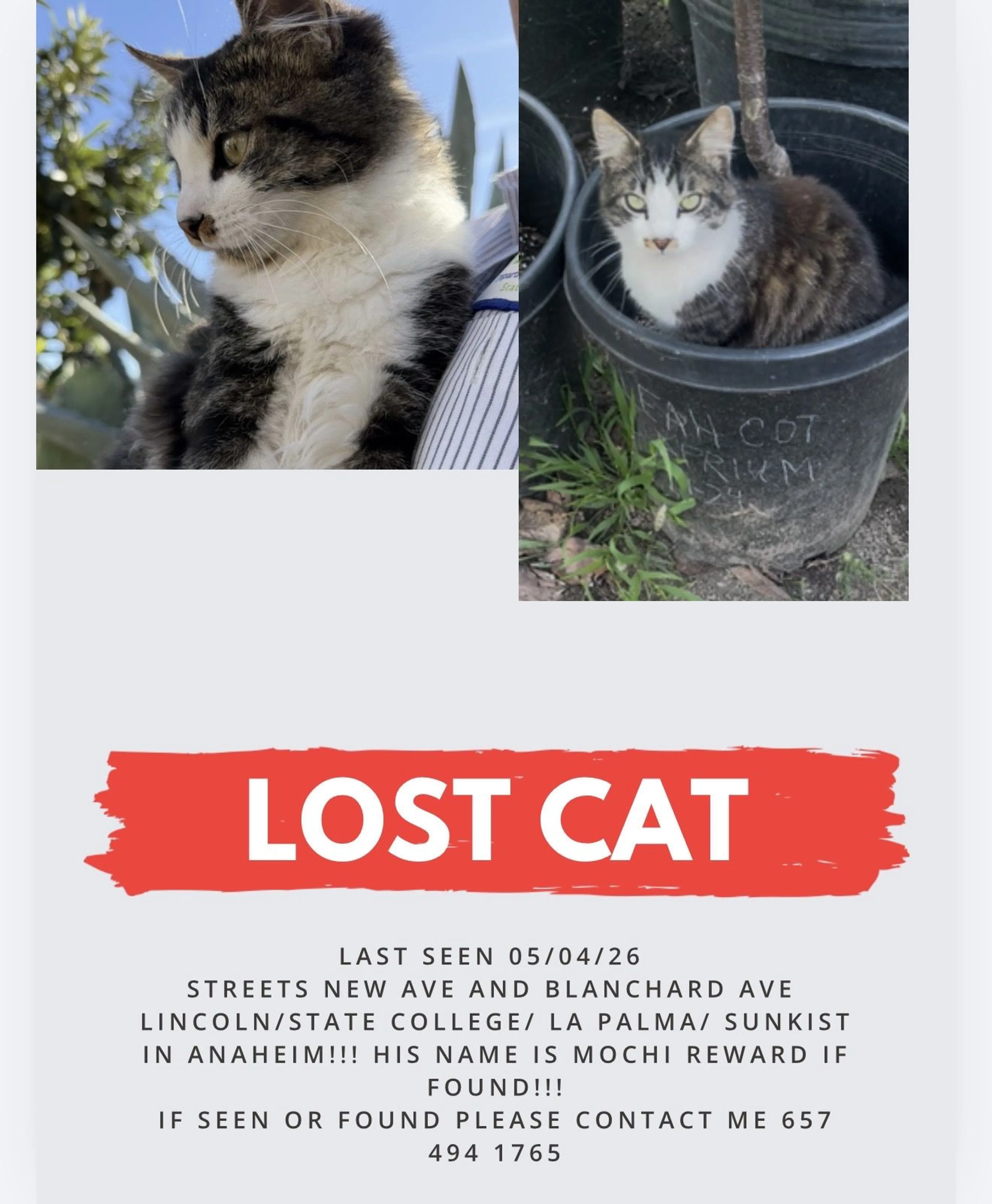 Lost pet