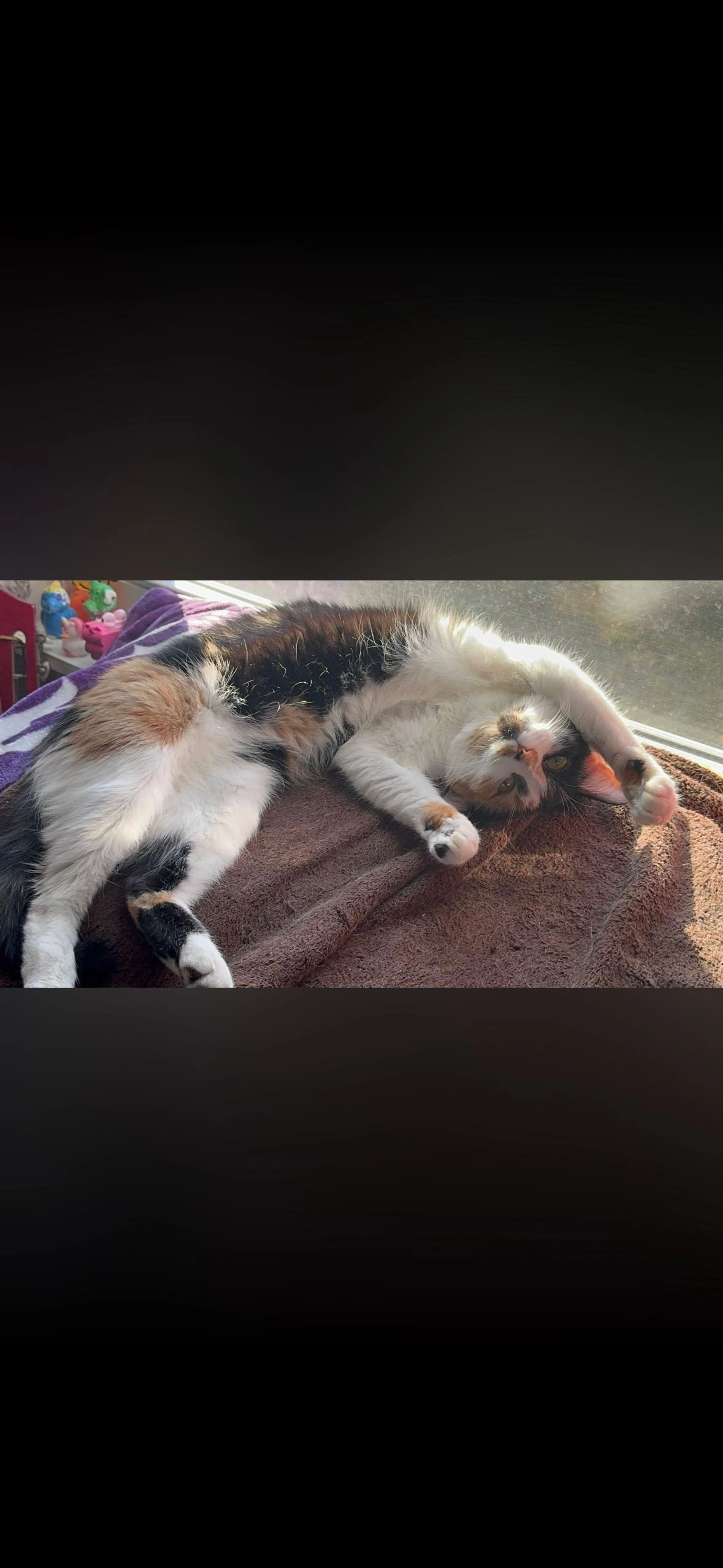Lost pet-3