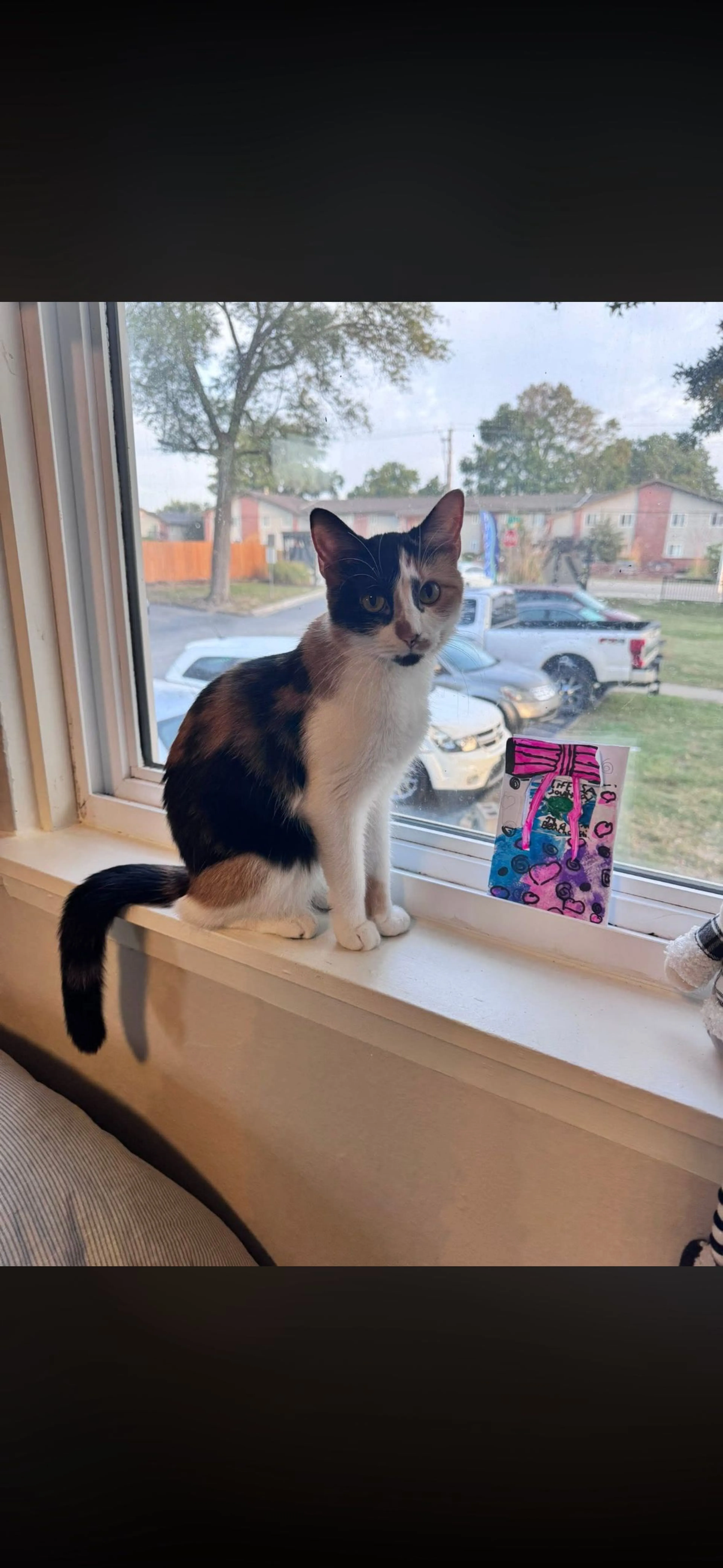 Lost pet-1