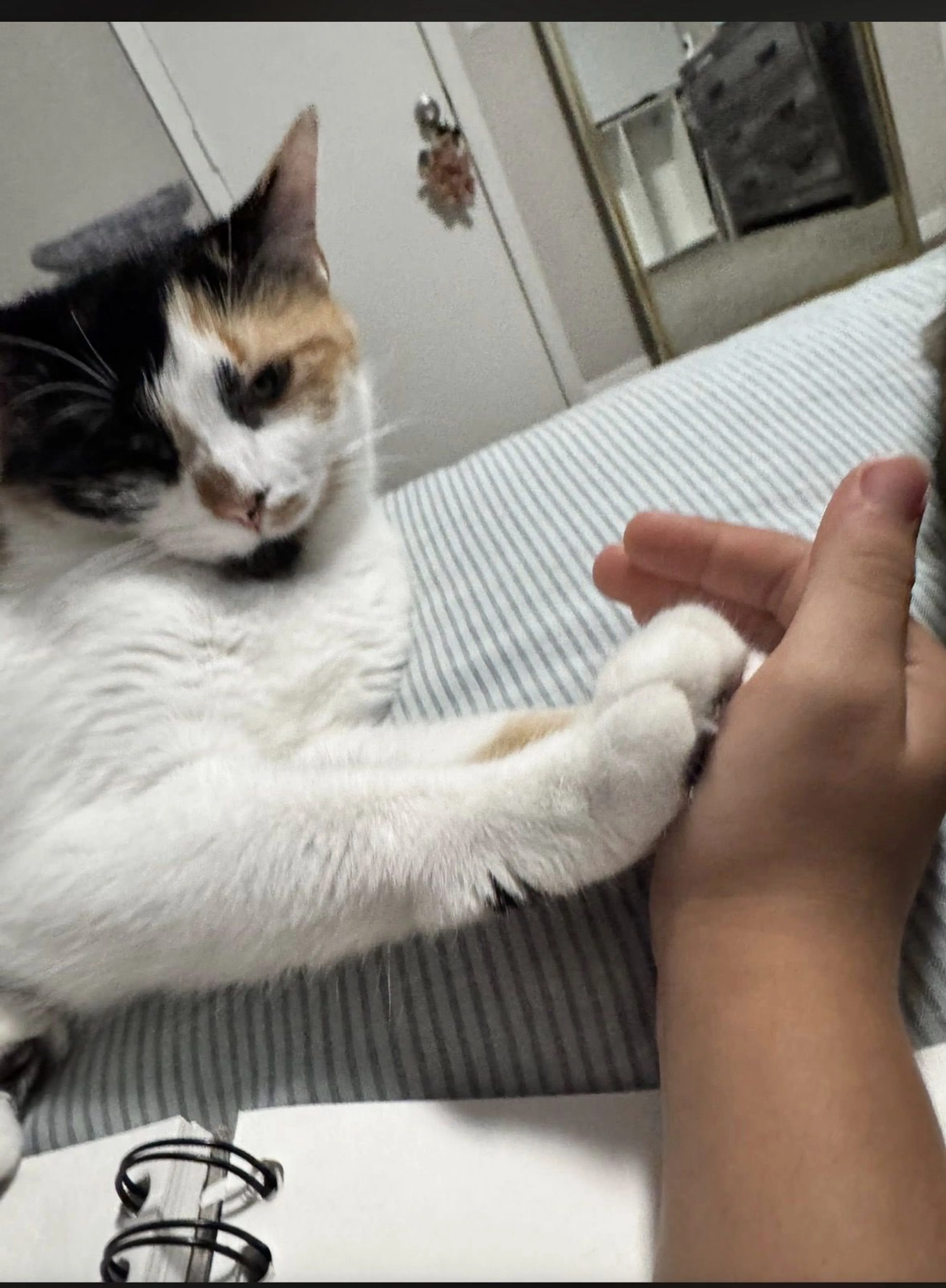 Lost pet-2