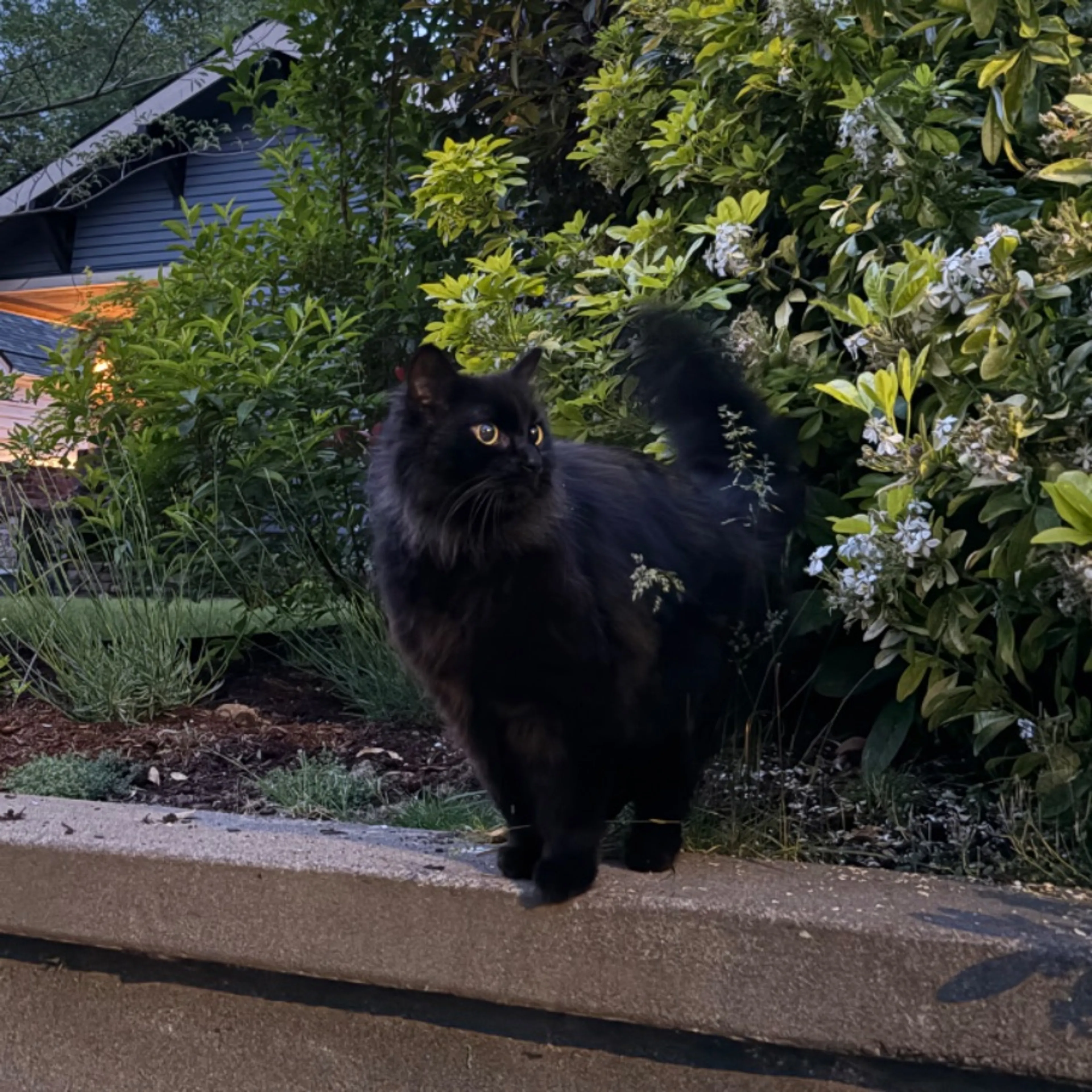 Found pet