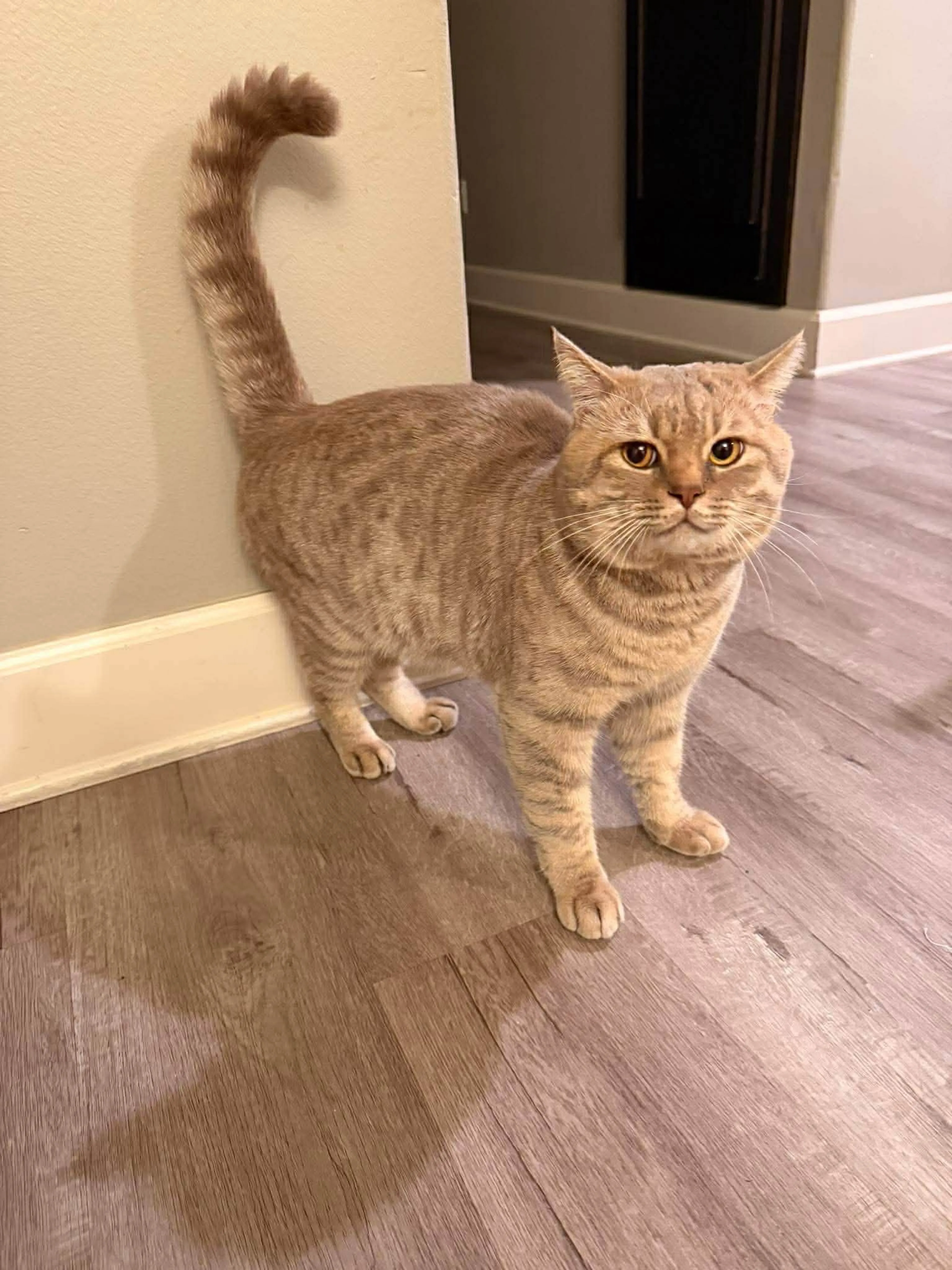 Lost pet