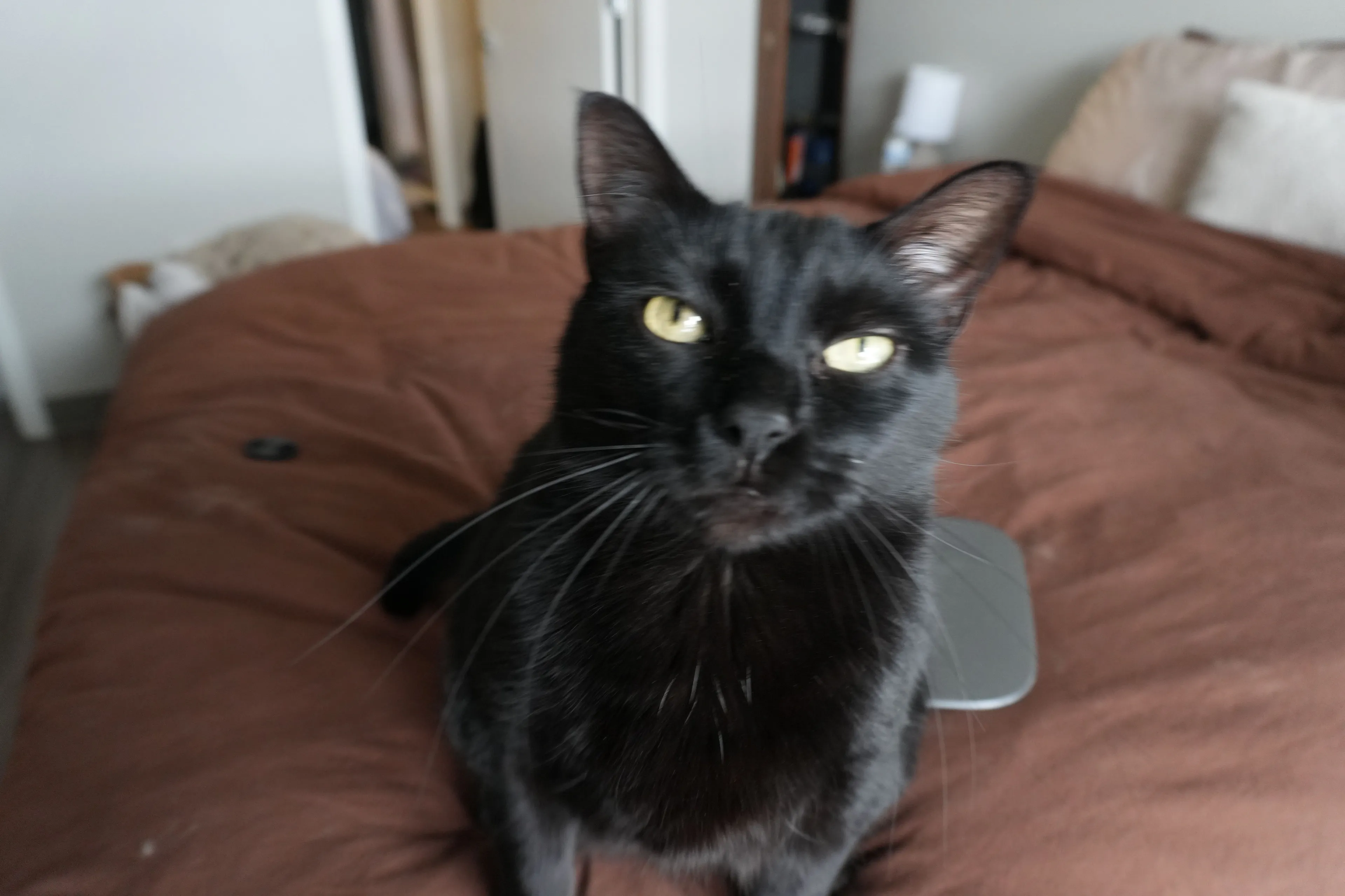 Lost pet-0