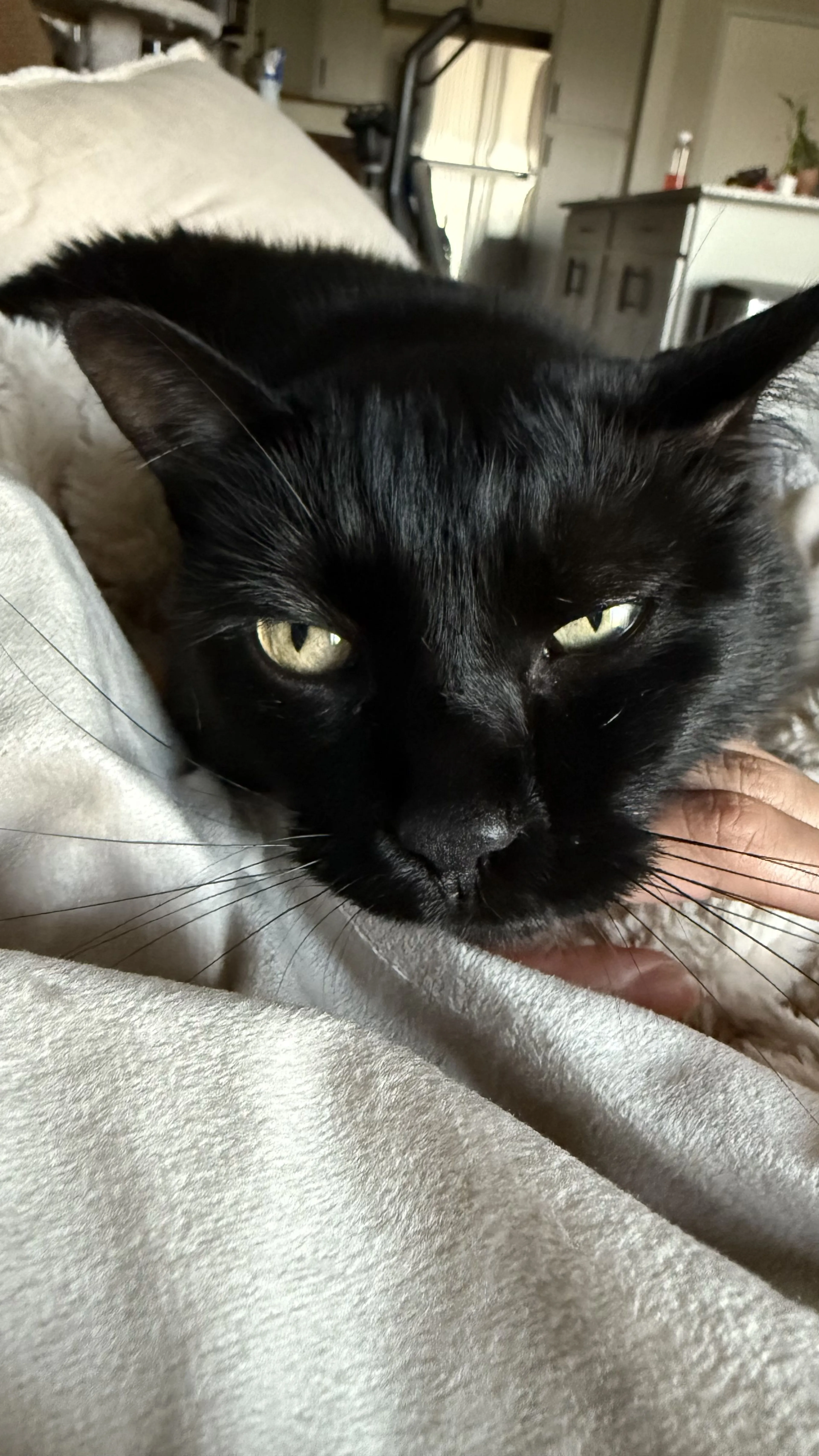 Lost pet-2