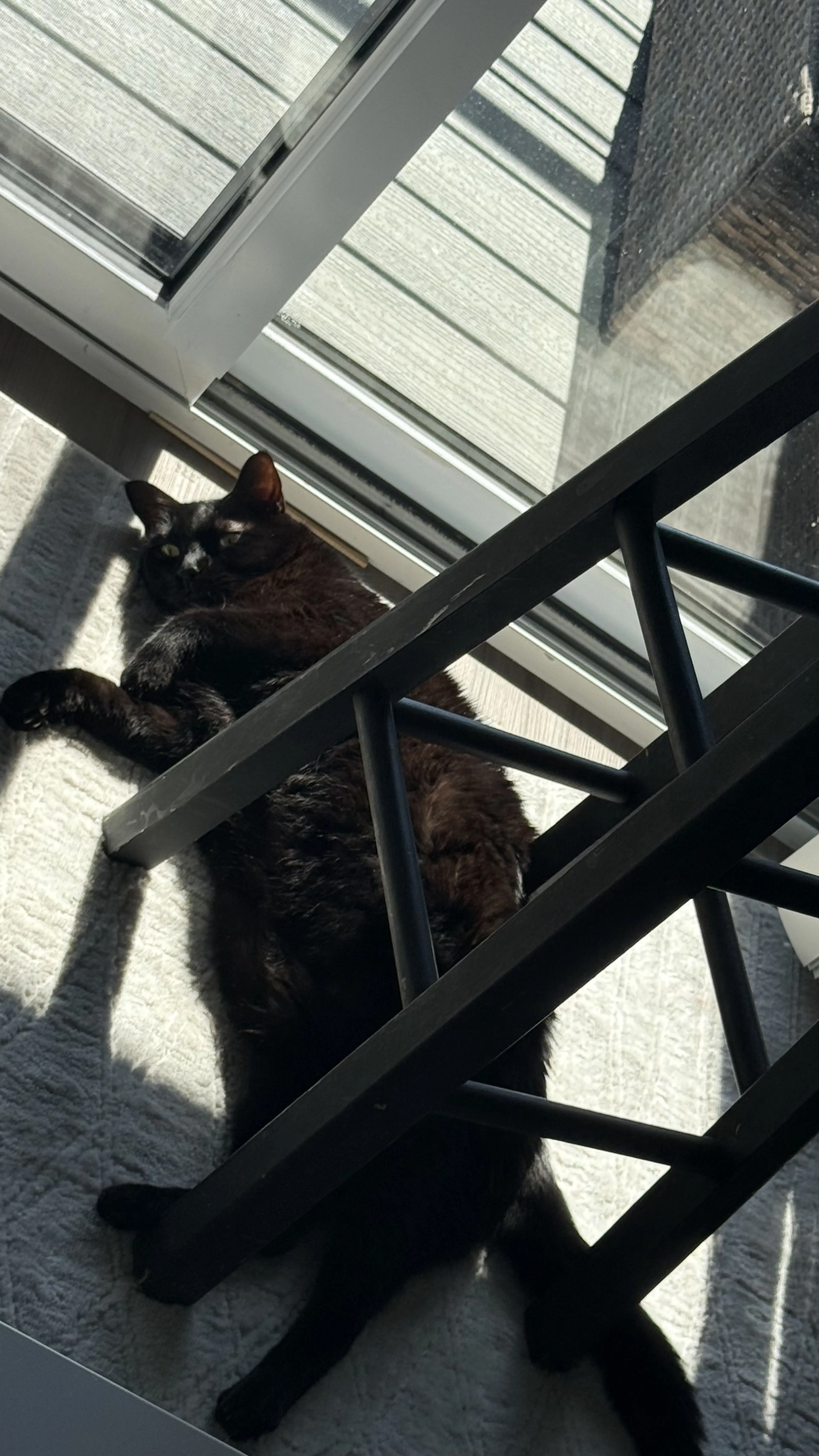 Lost pet-1