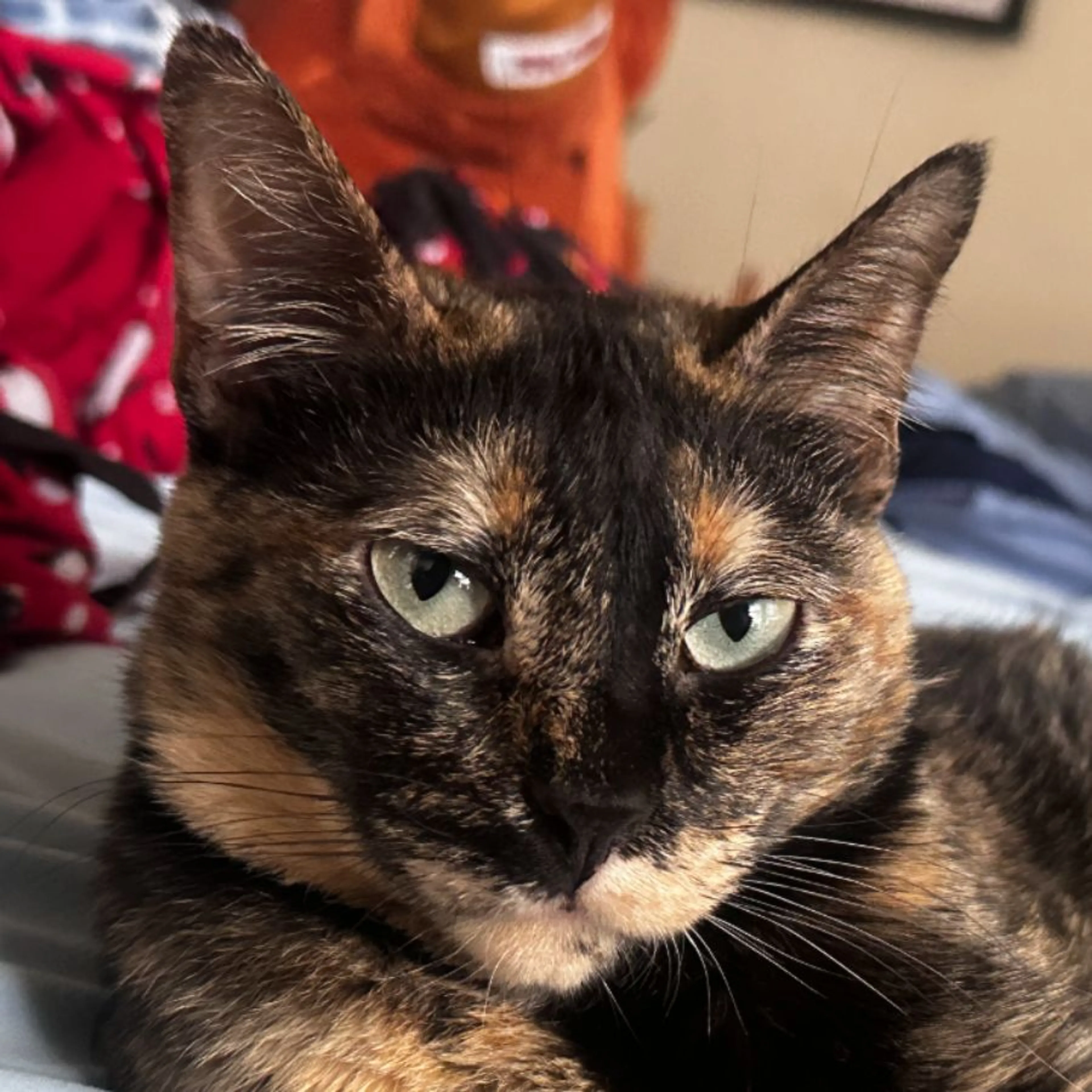 Lost pet-0