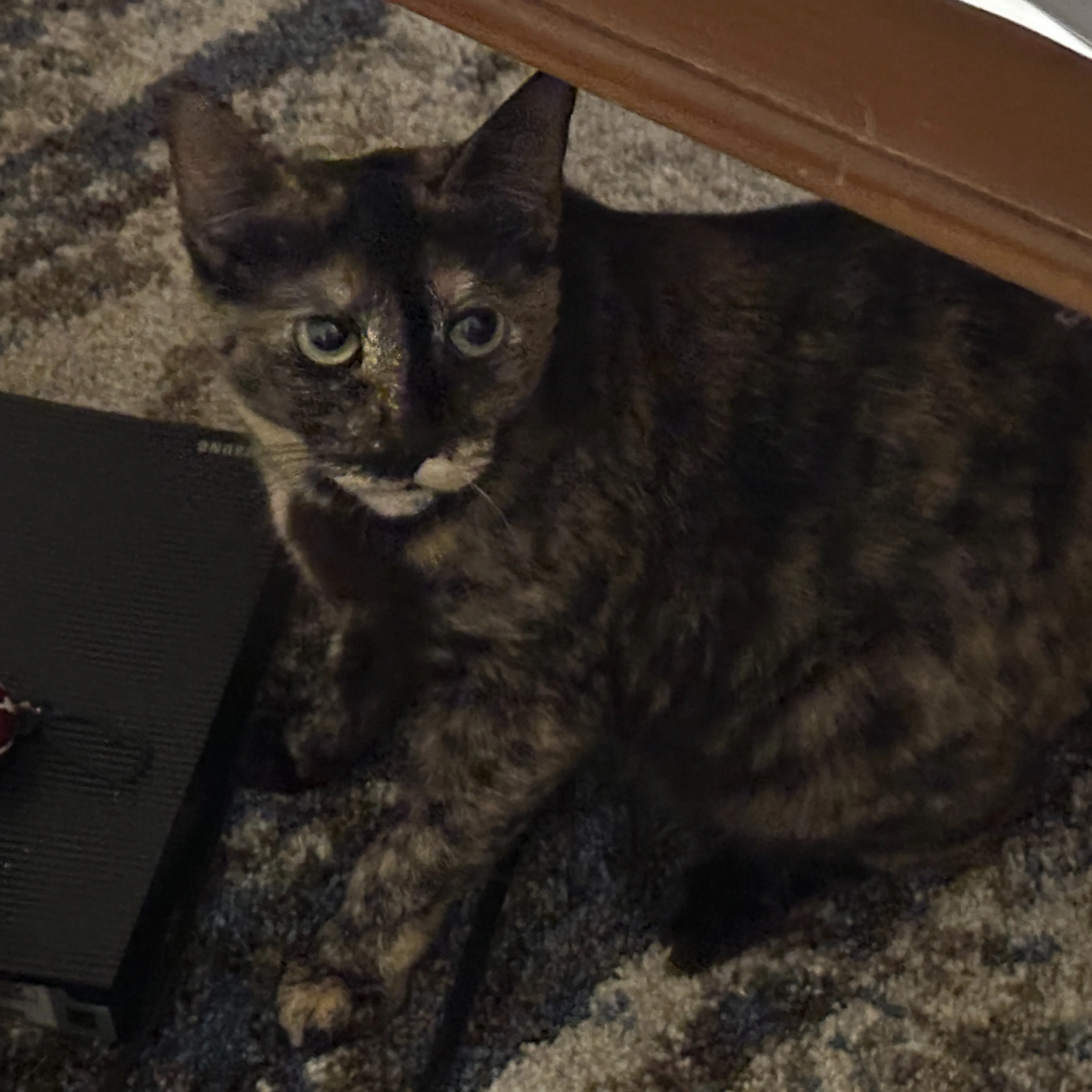 Lost pet-1
