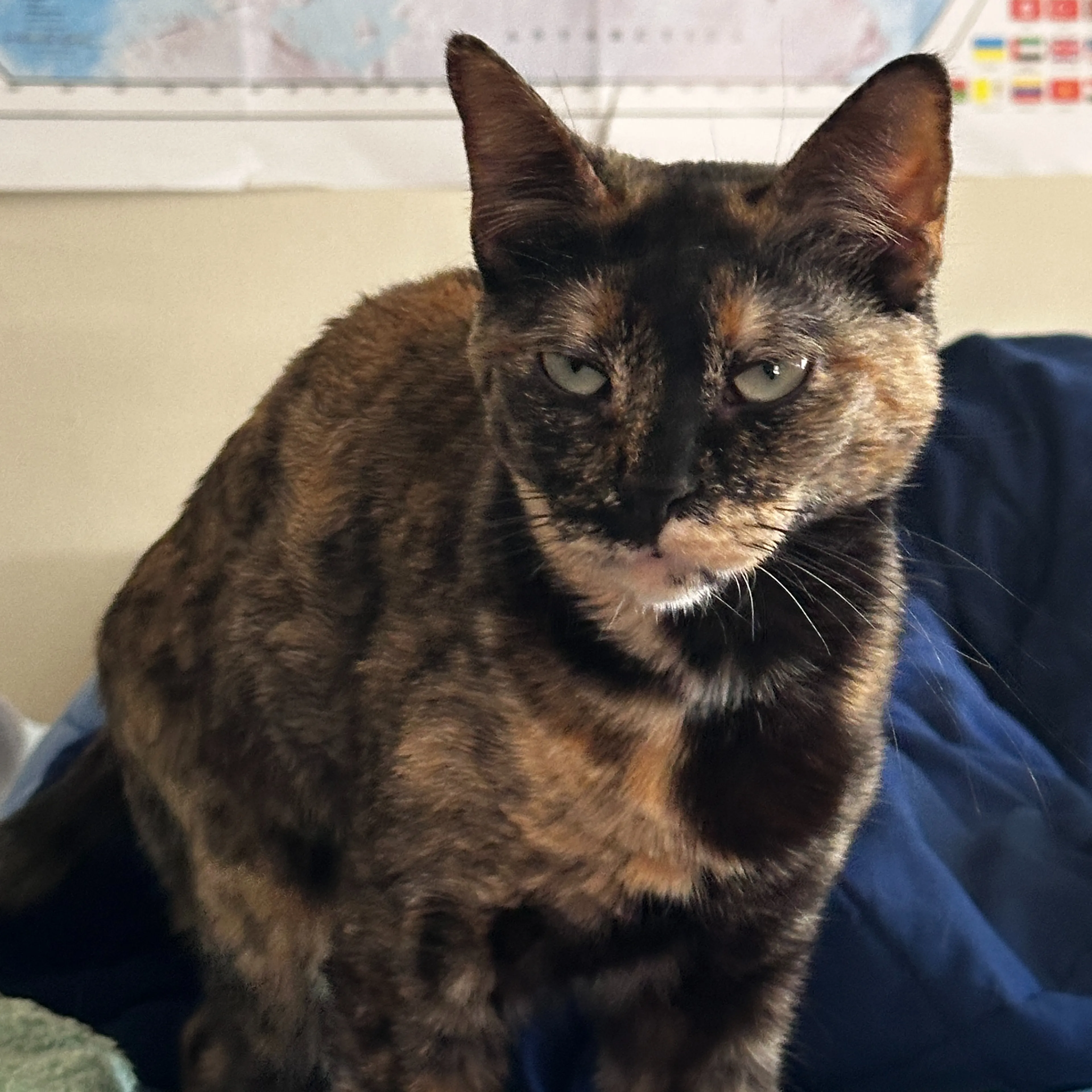 Lost pet-2