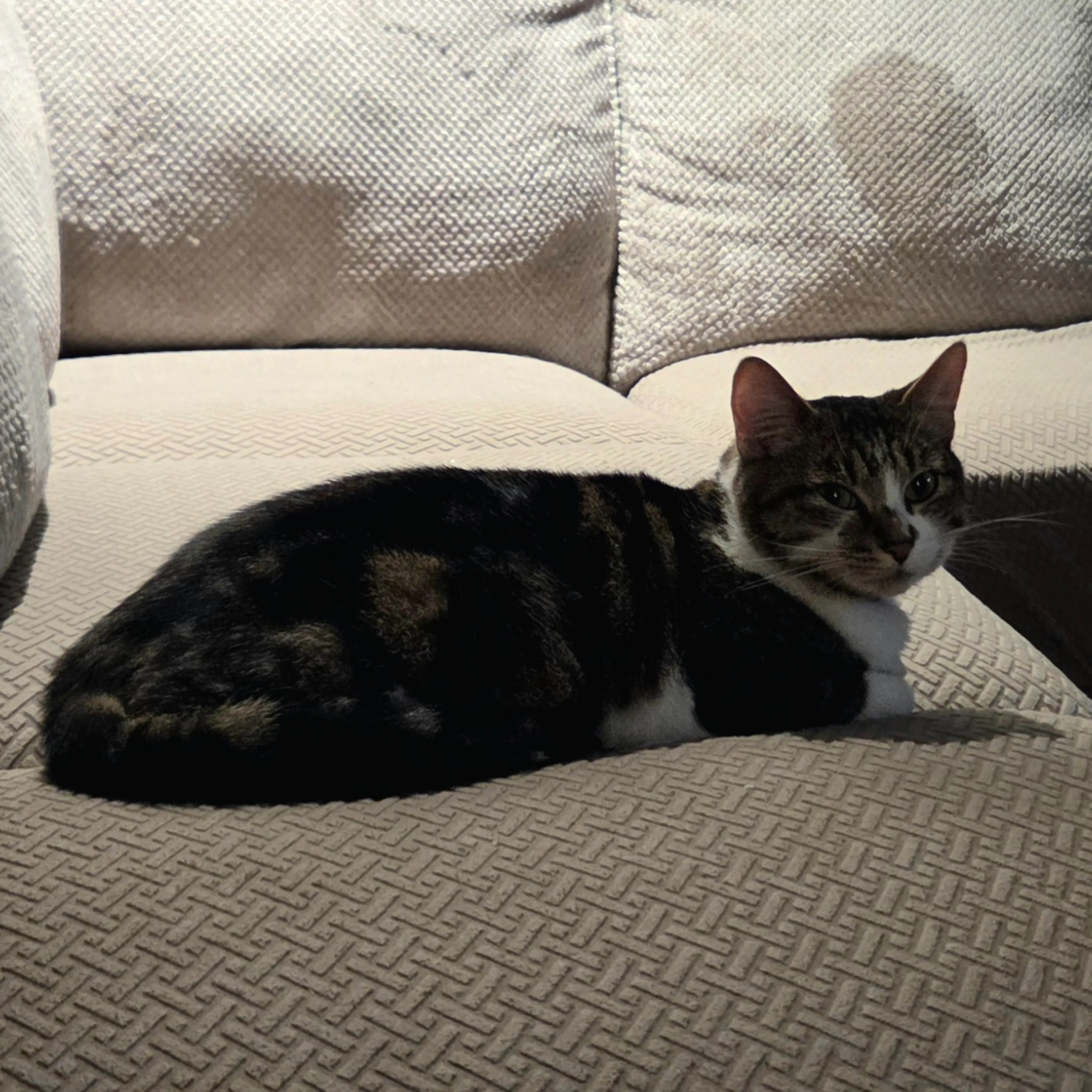 Lost pet-3