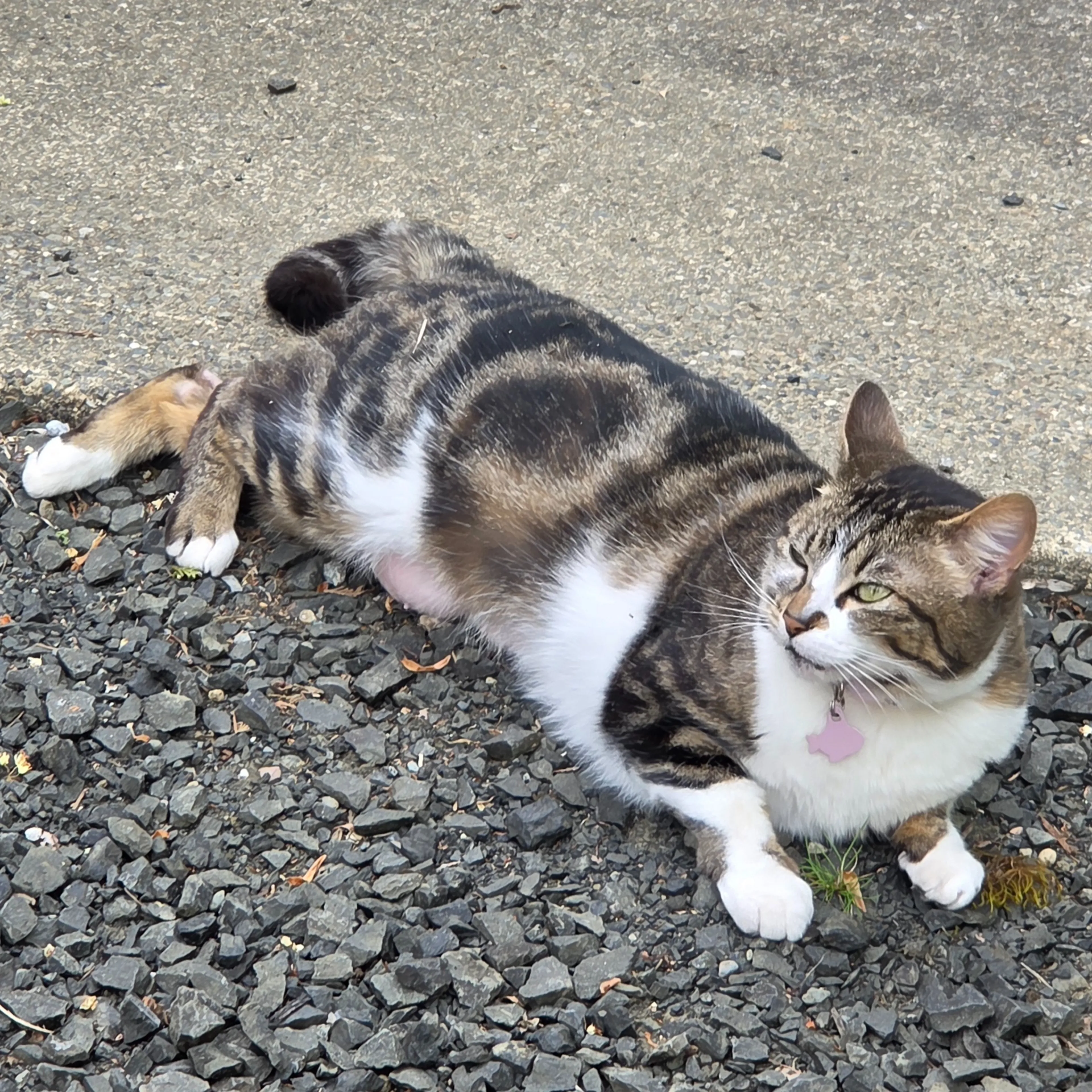 Lost pet-1