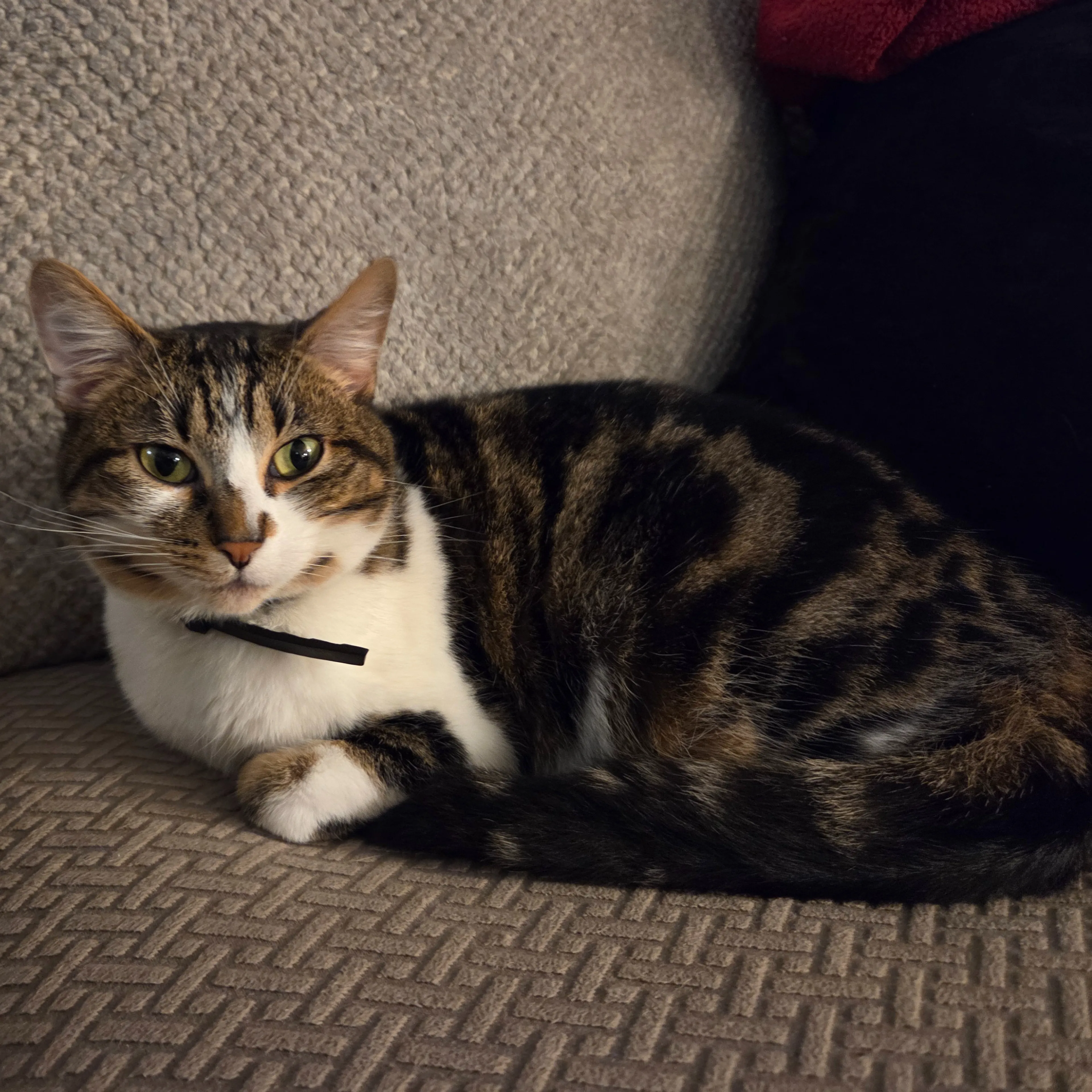 Lost pet-2