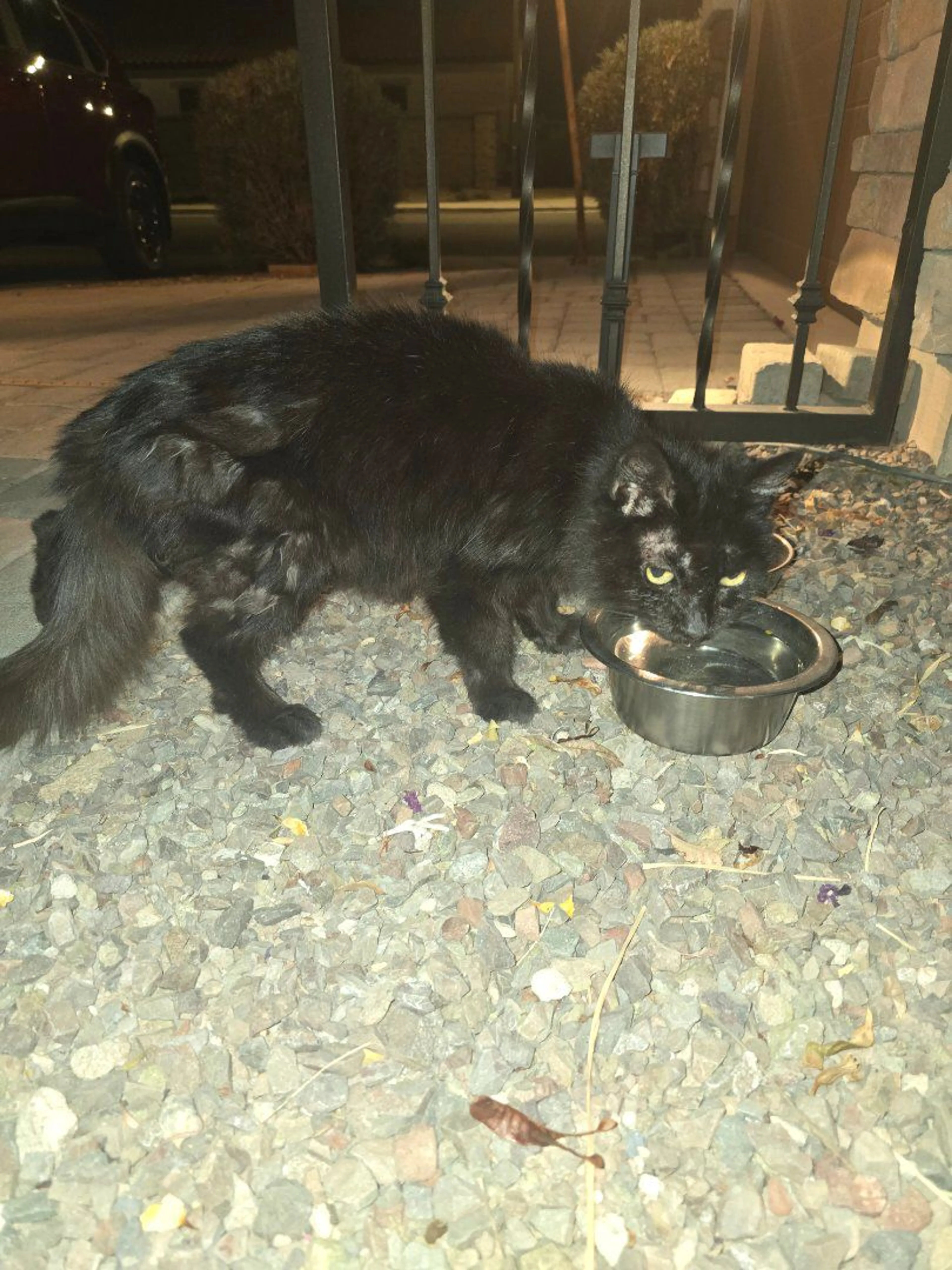 Lost pet-0