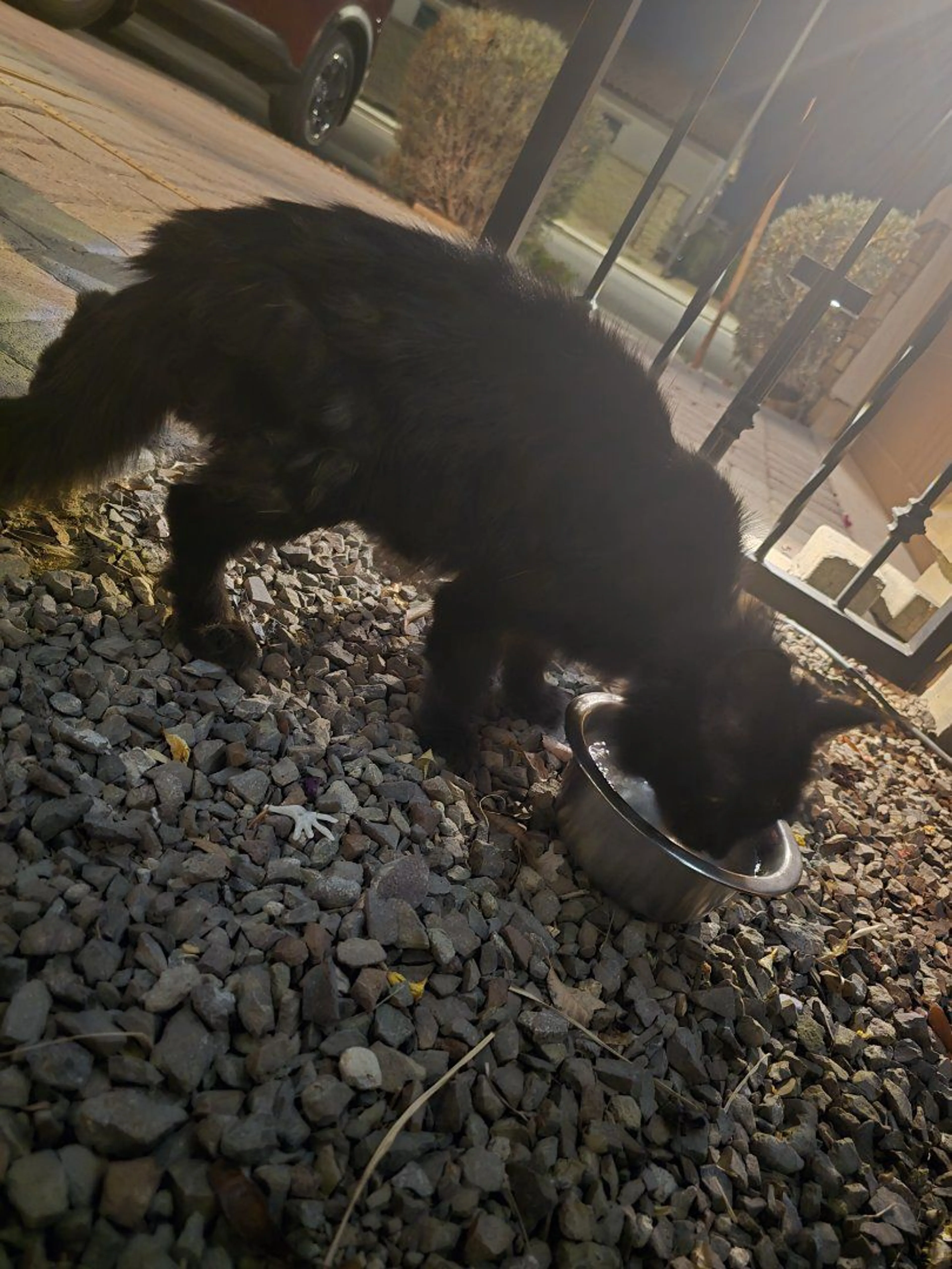 Lost pet-1