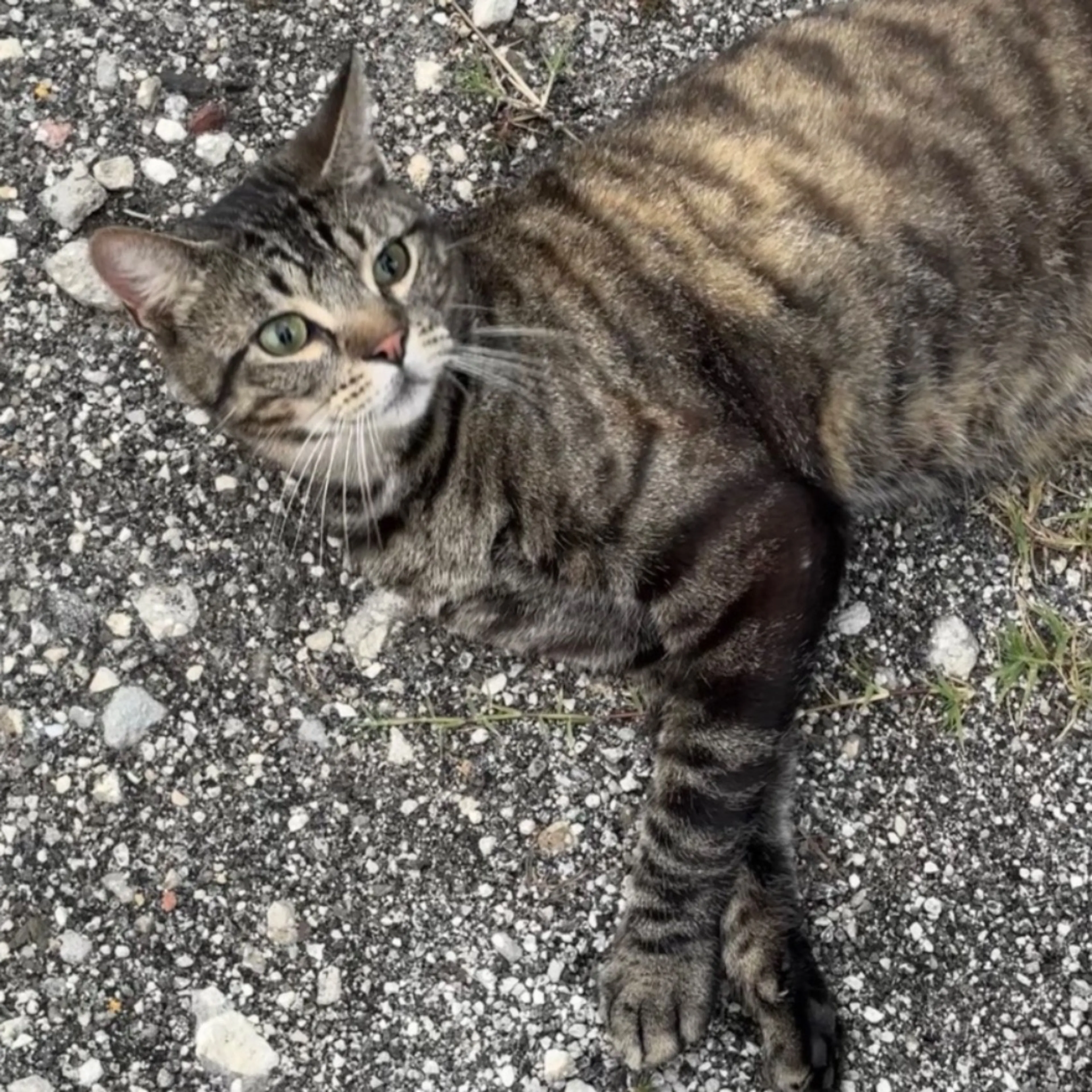 Lost pet-0