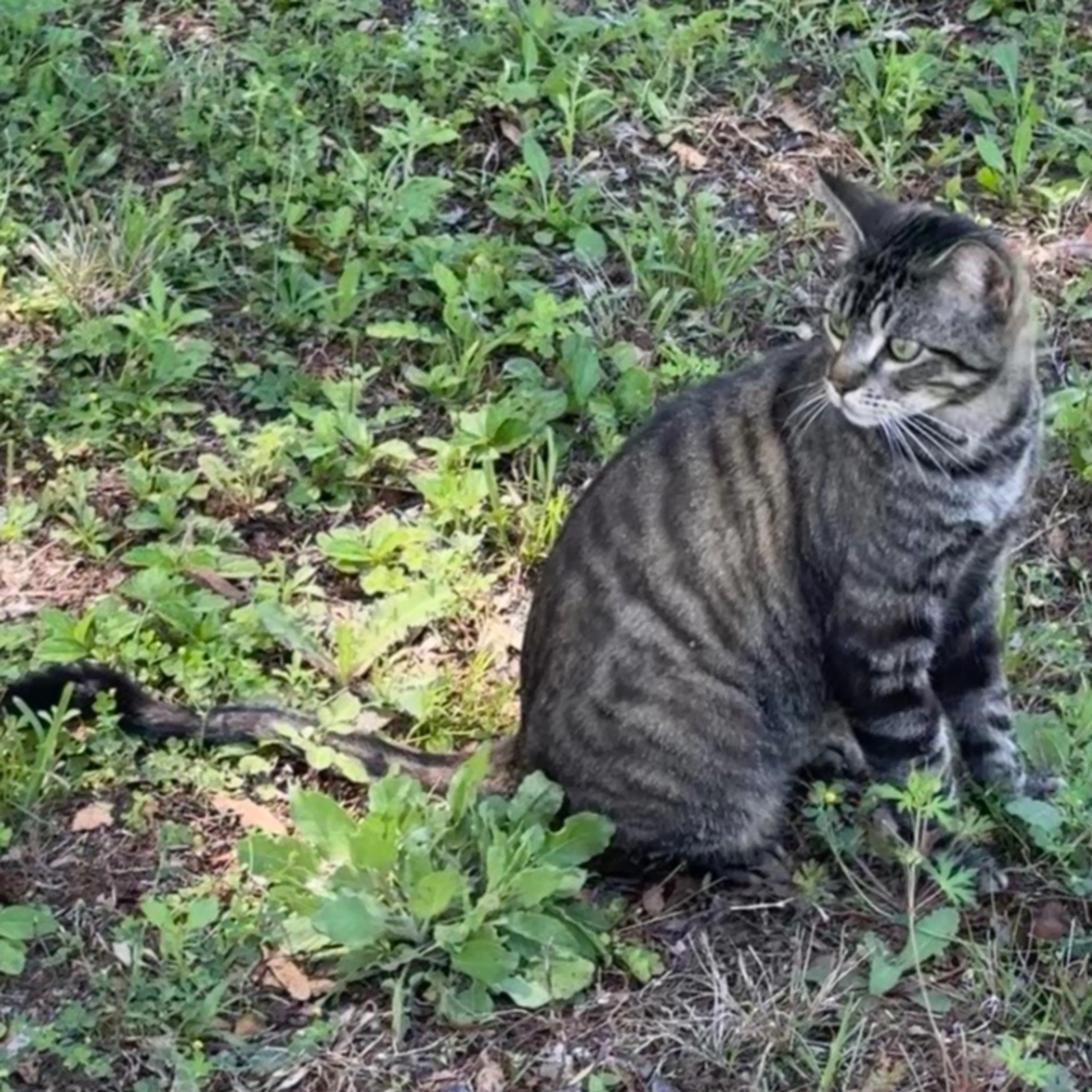 Lost pet-1