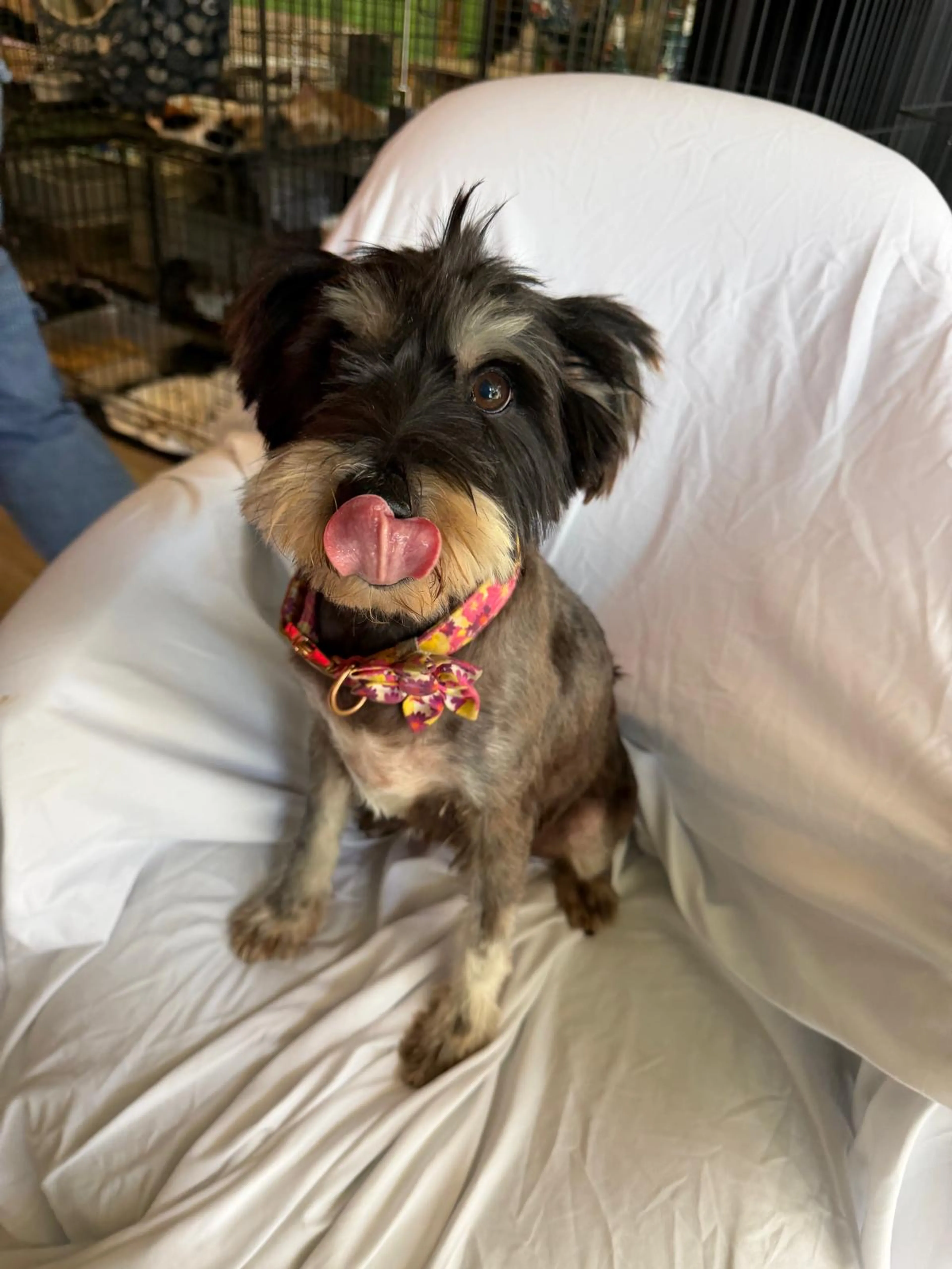 Found pet-2