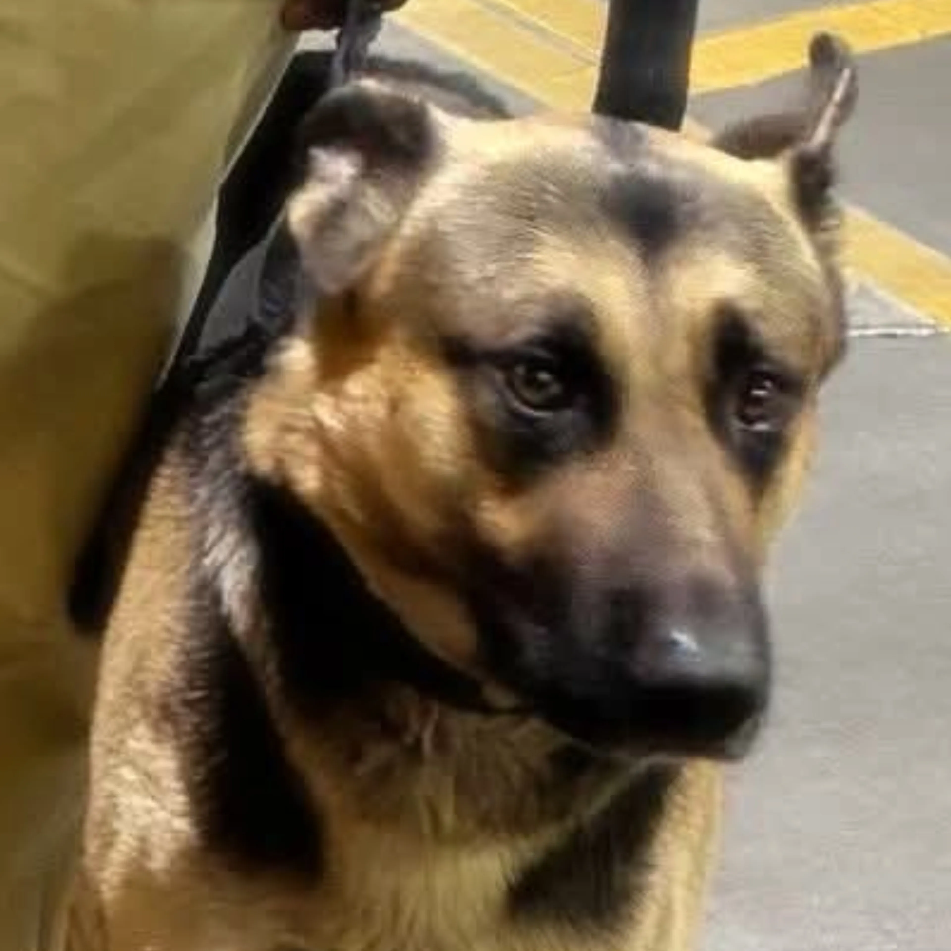 Lost pet-2