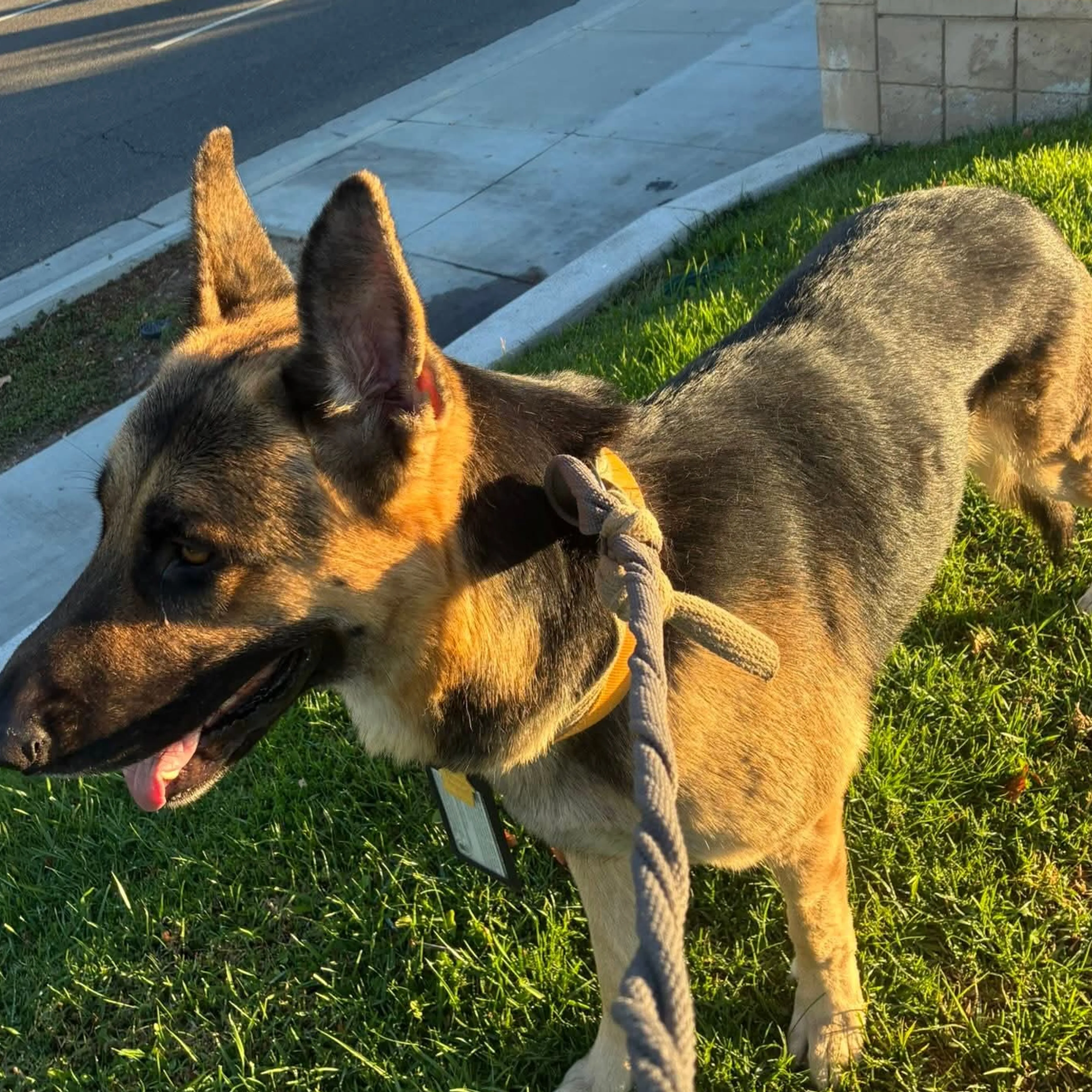 Lost pet-1