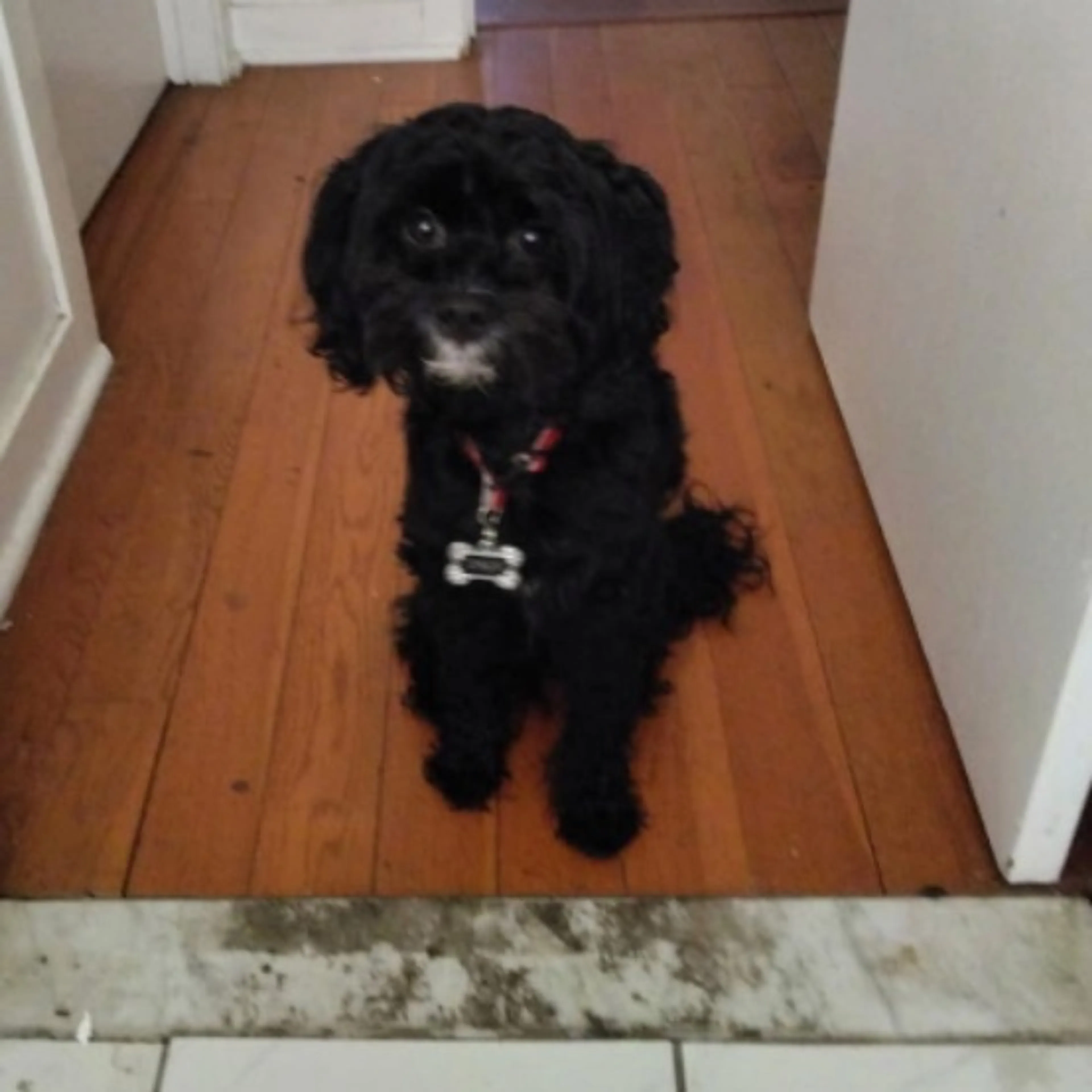 Lost pet