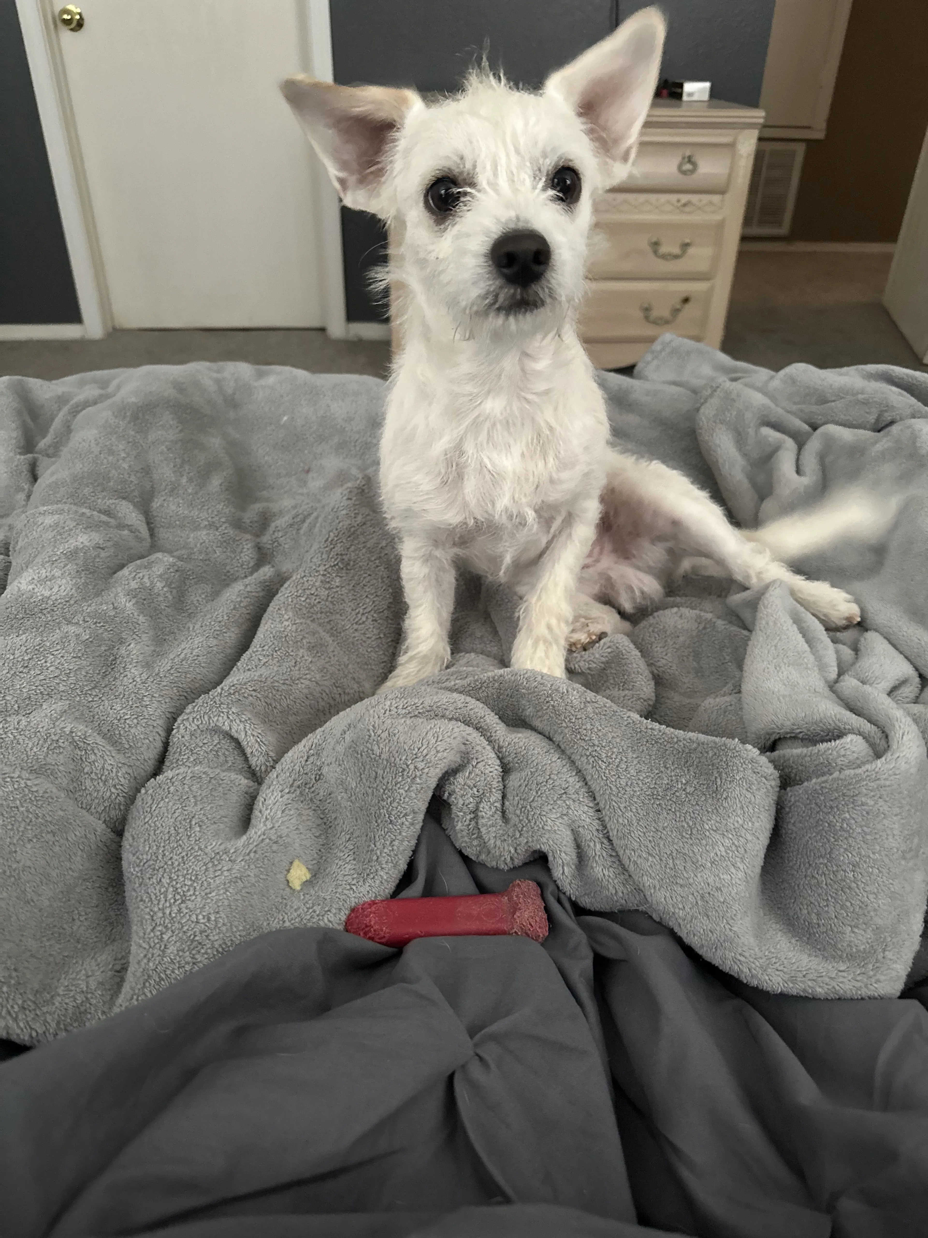 Lost pet-1