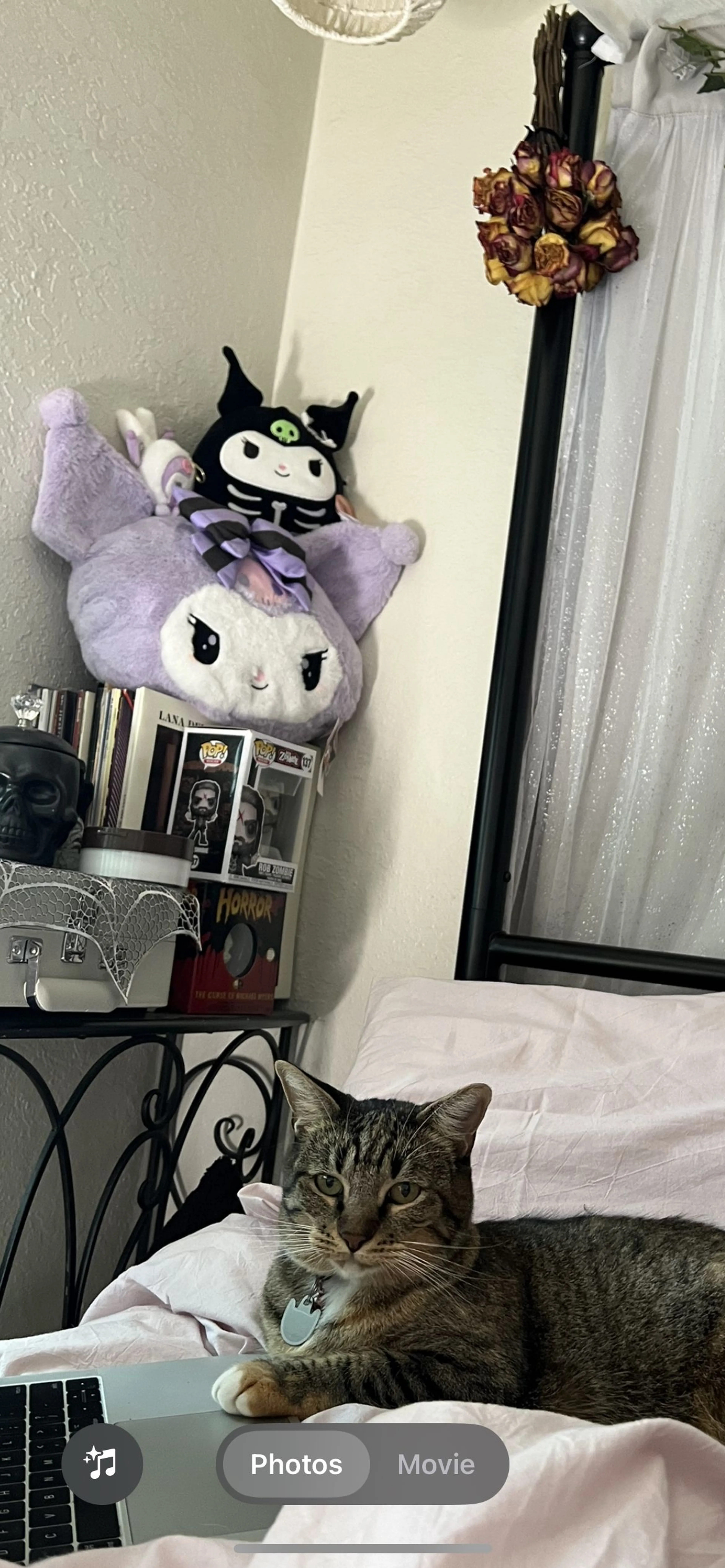 Lost pet-1