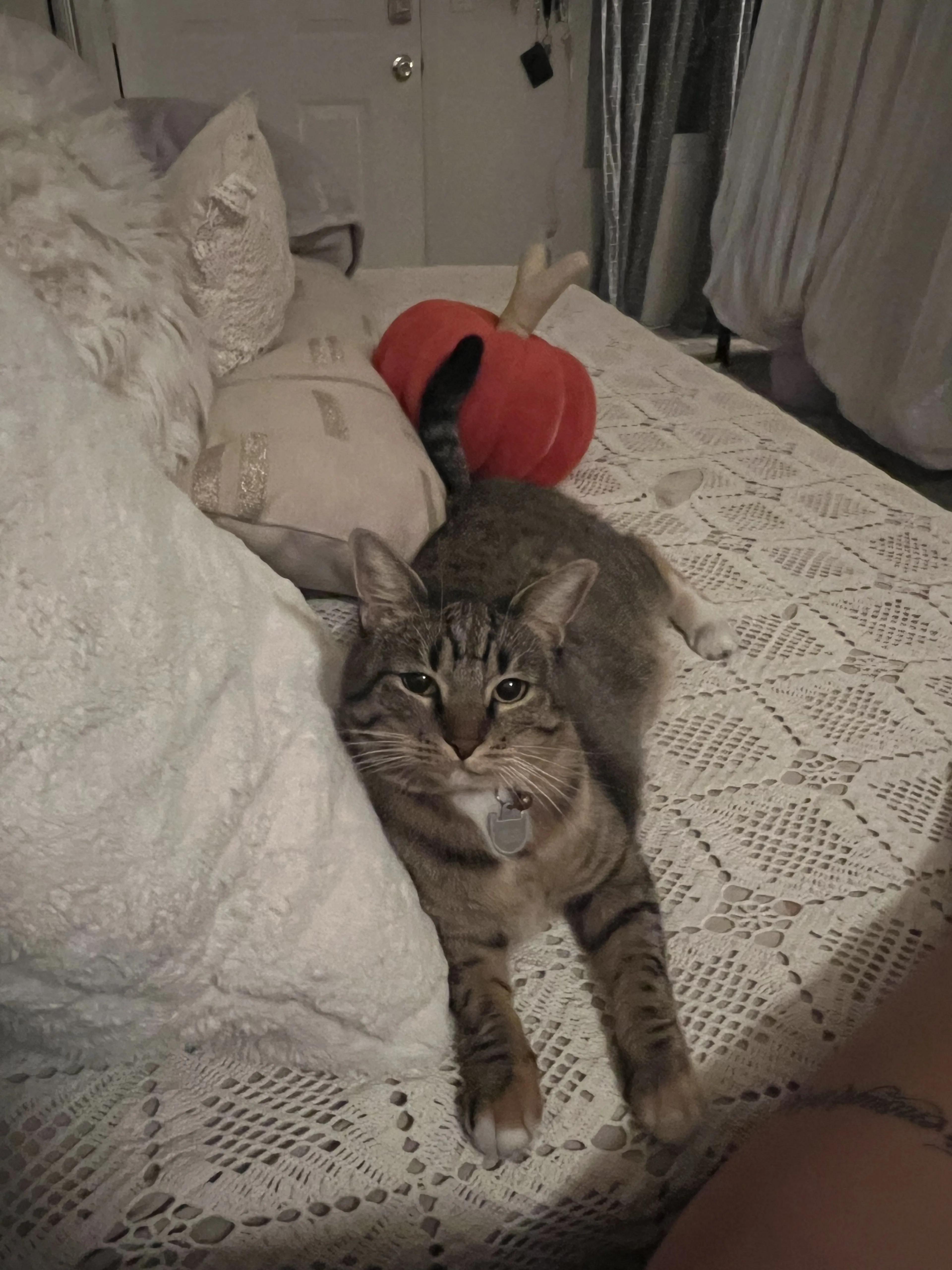 Lost pet-0