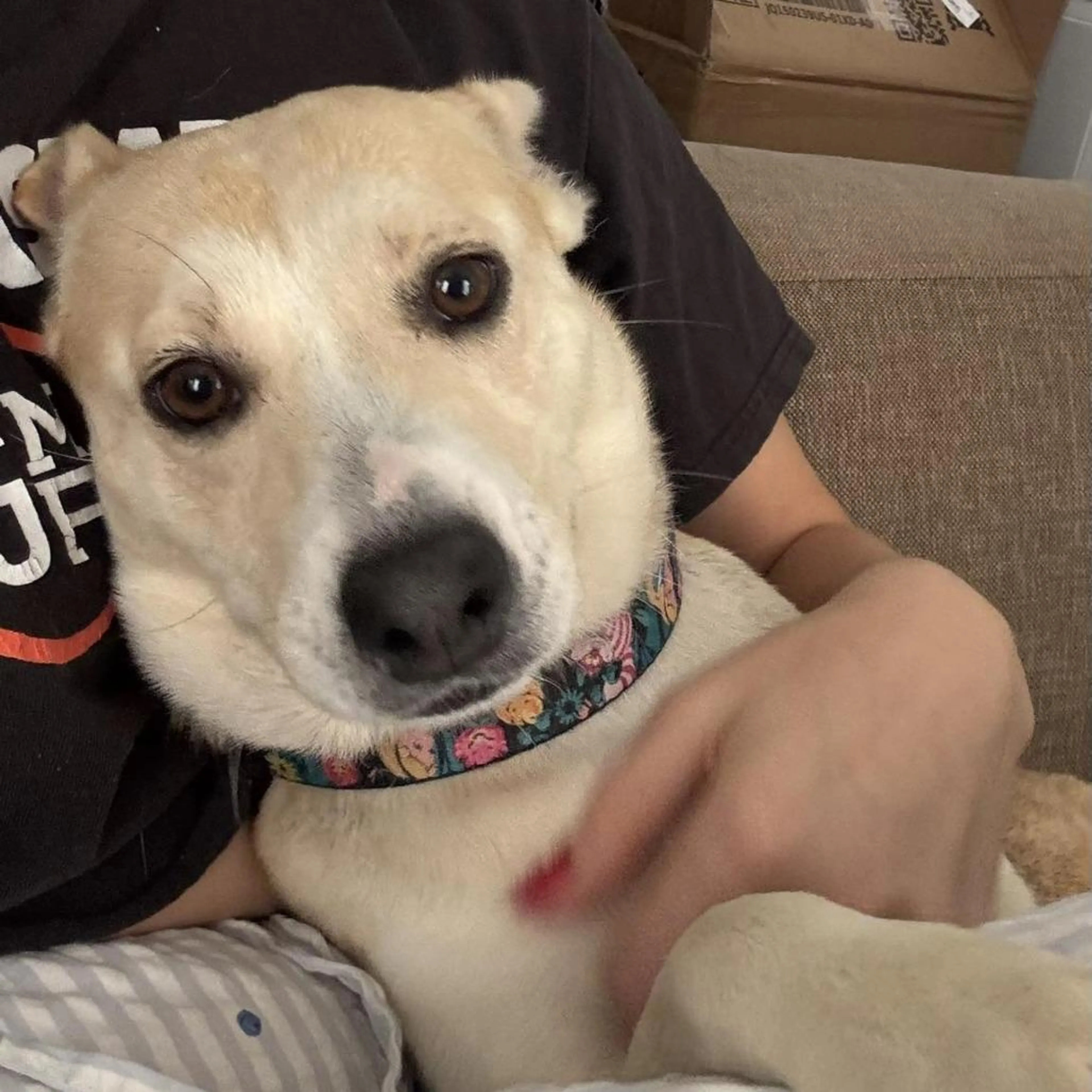 Found pet-2