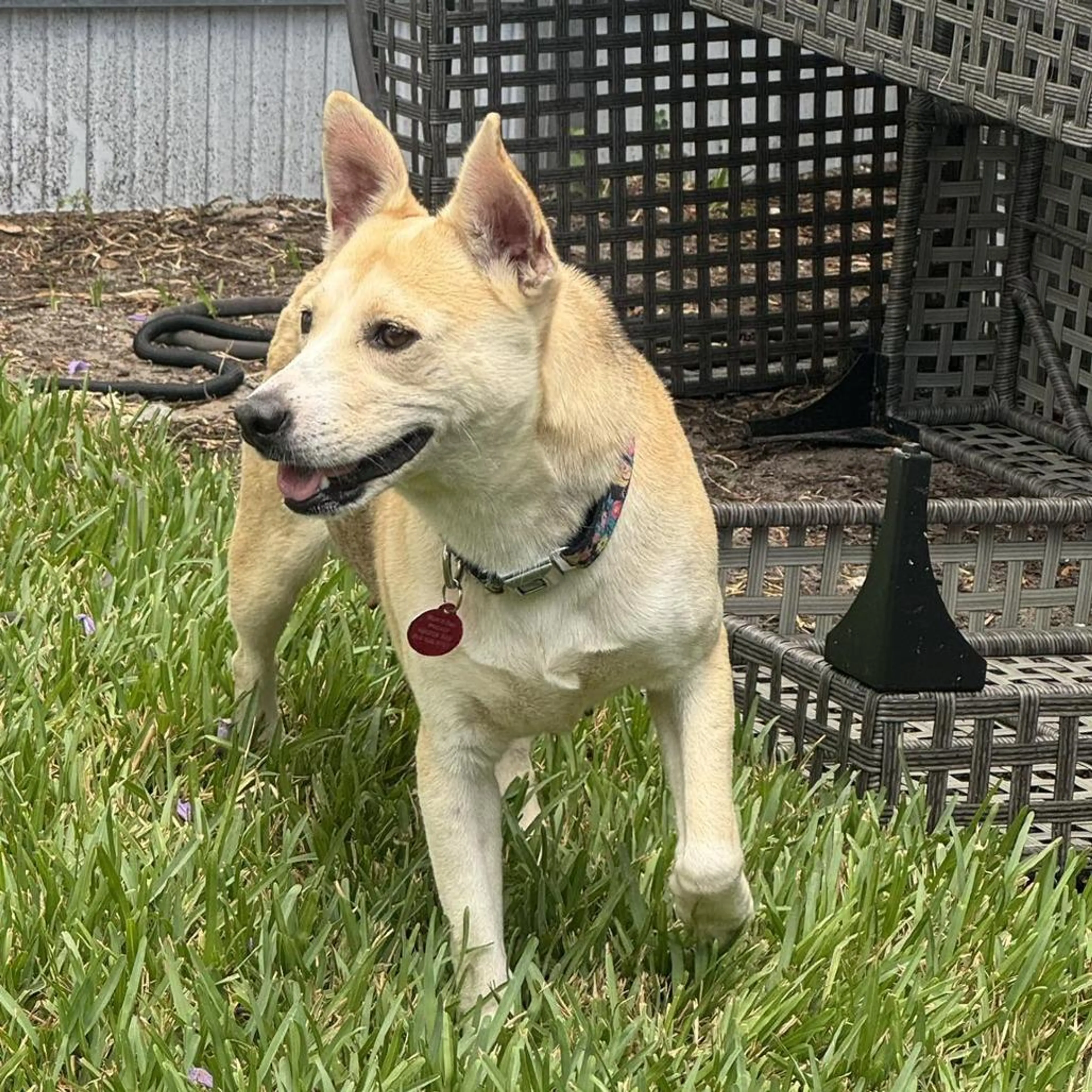 Found pet-1