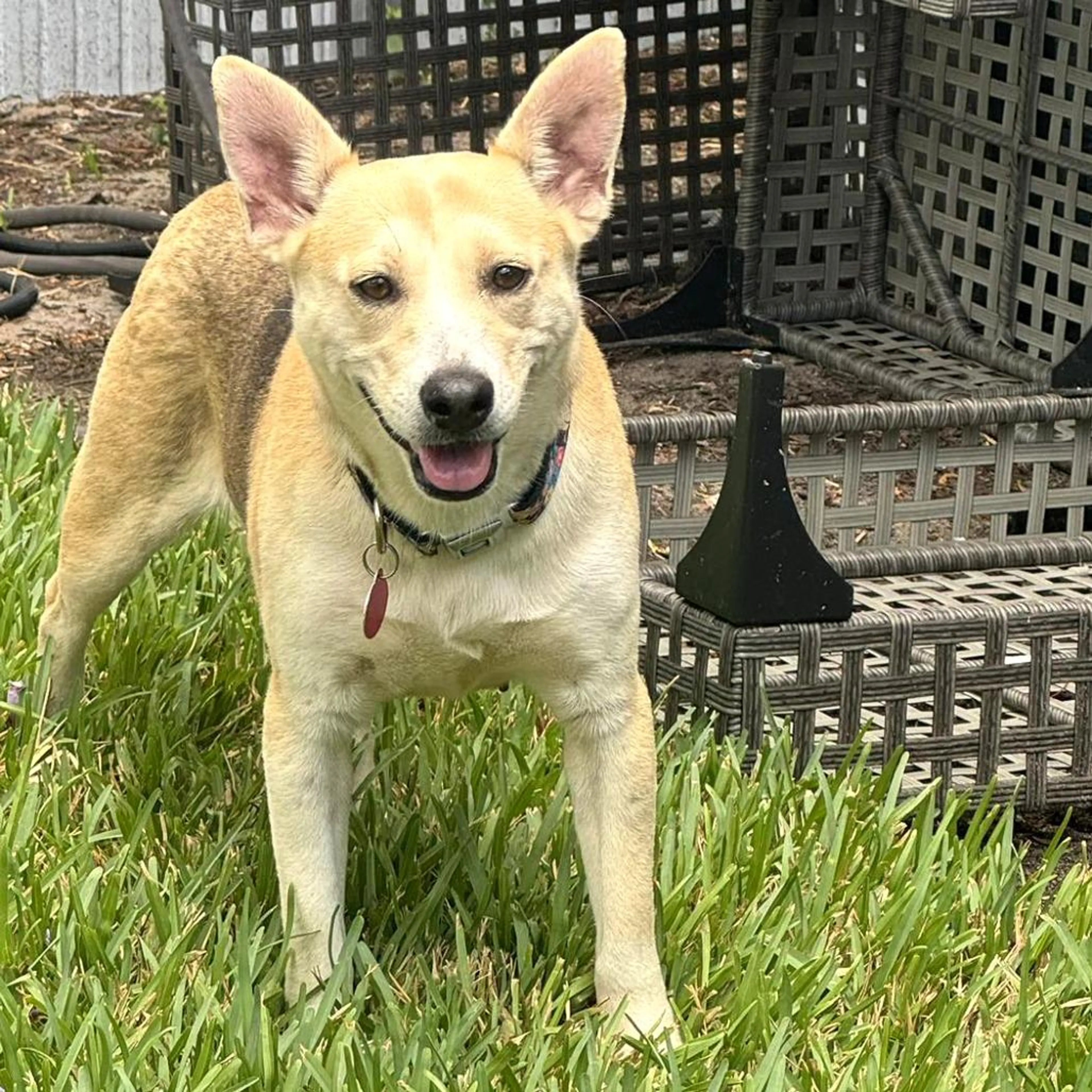 Found pet-4