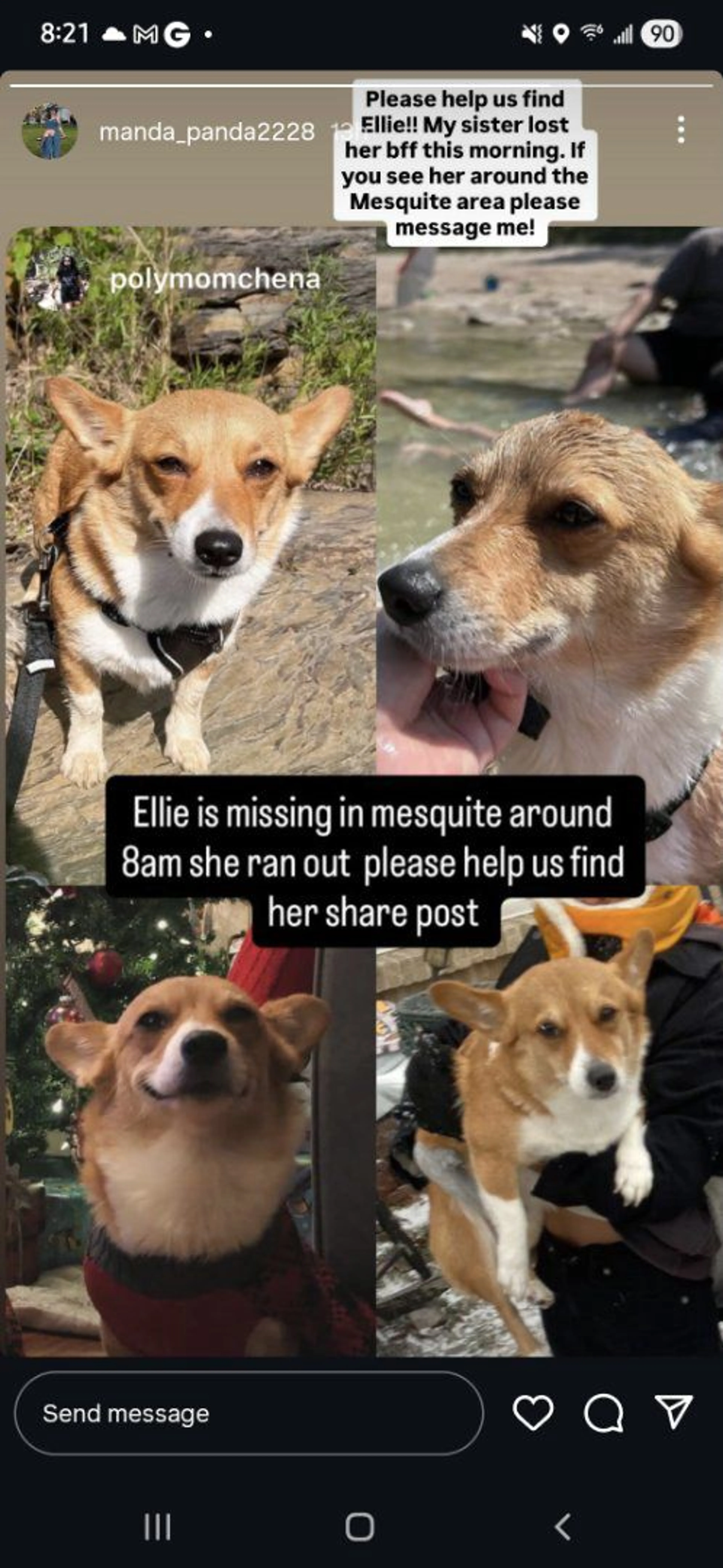 Lost pet