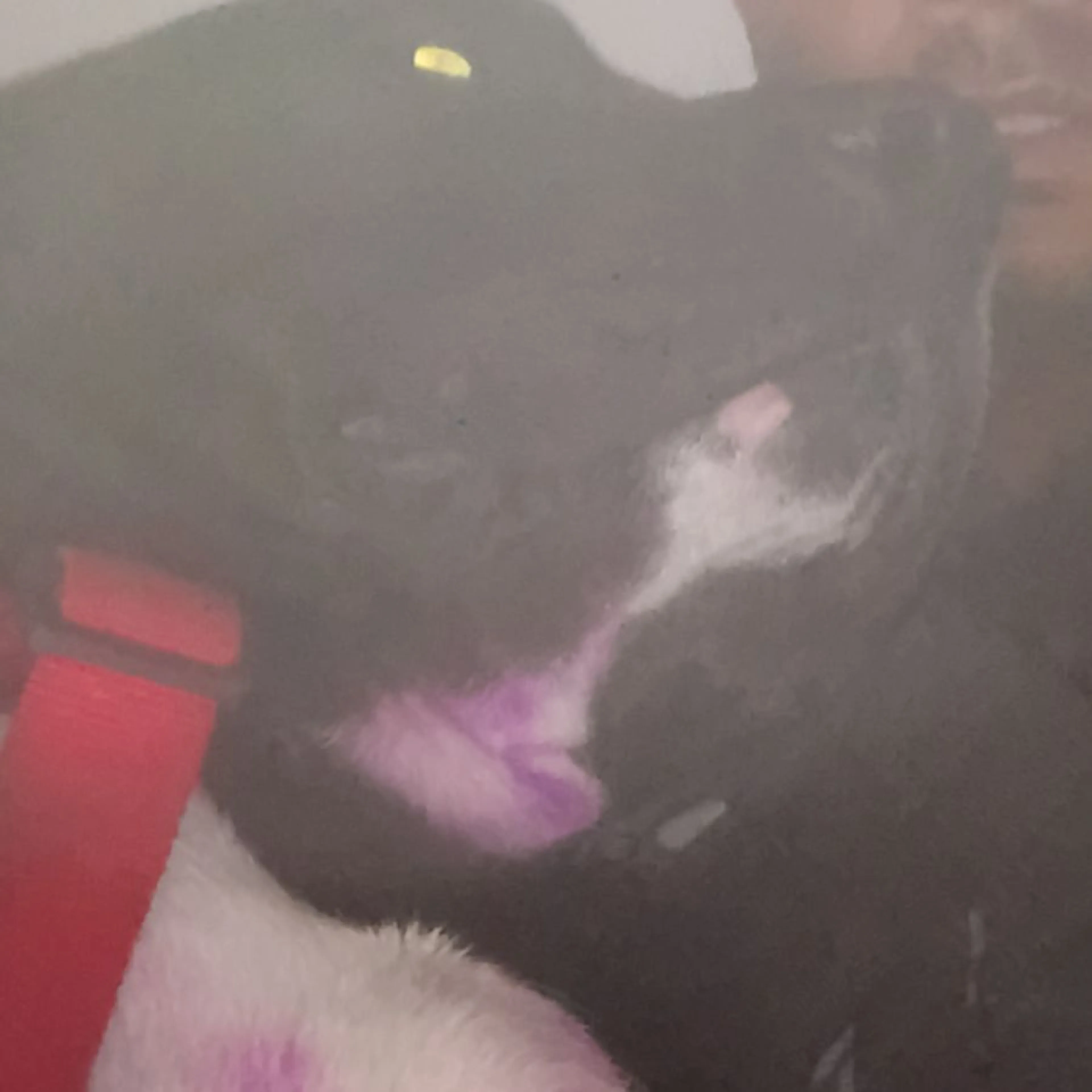 Lost pet
