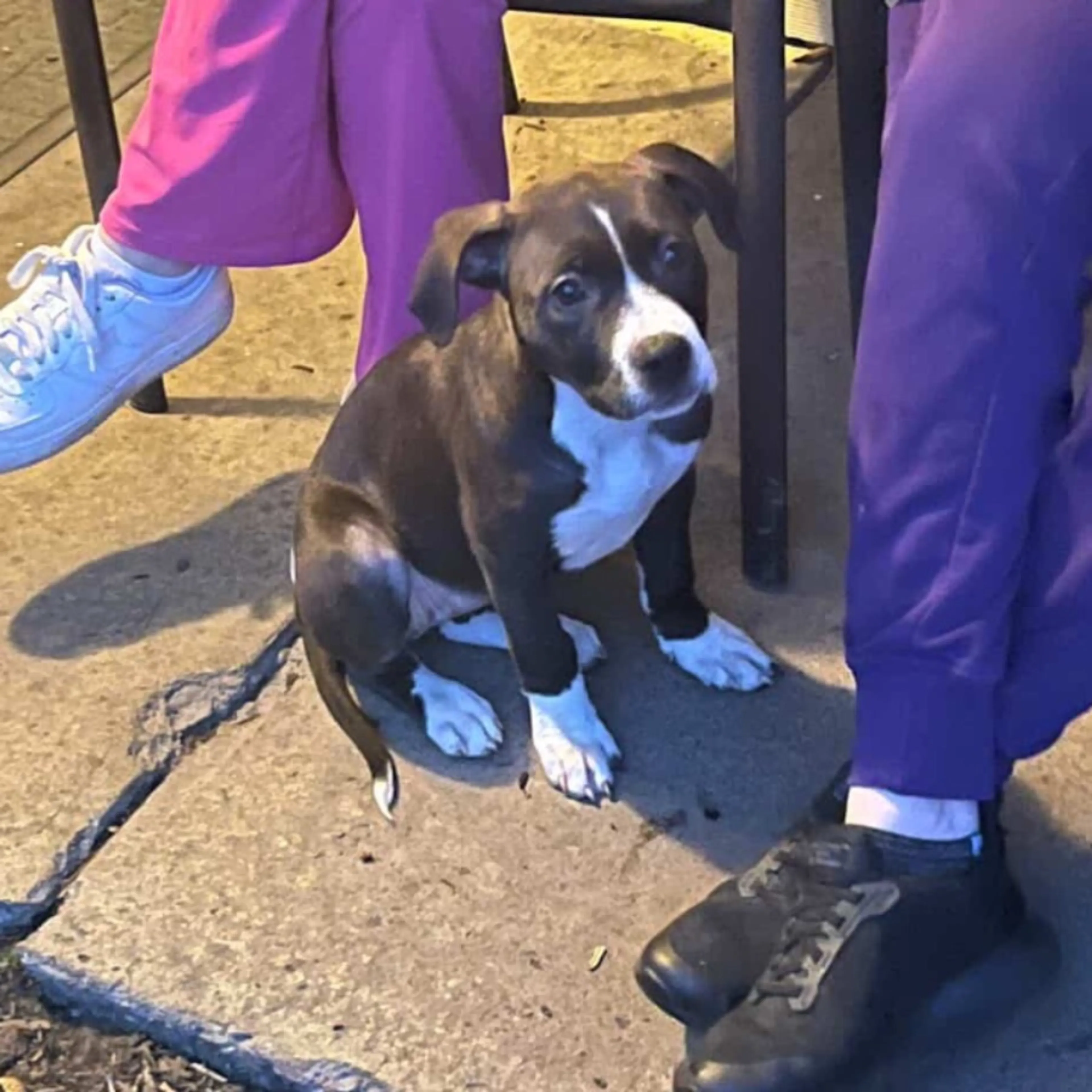 Lost pet