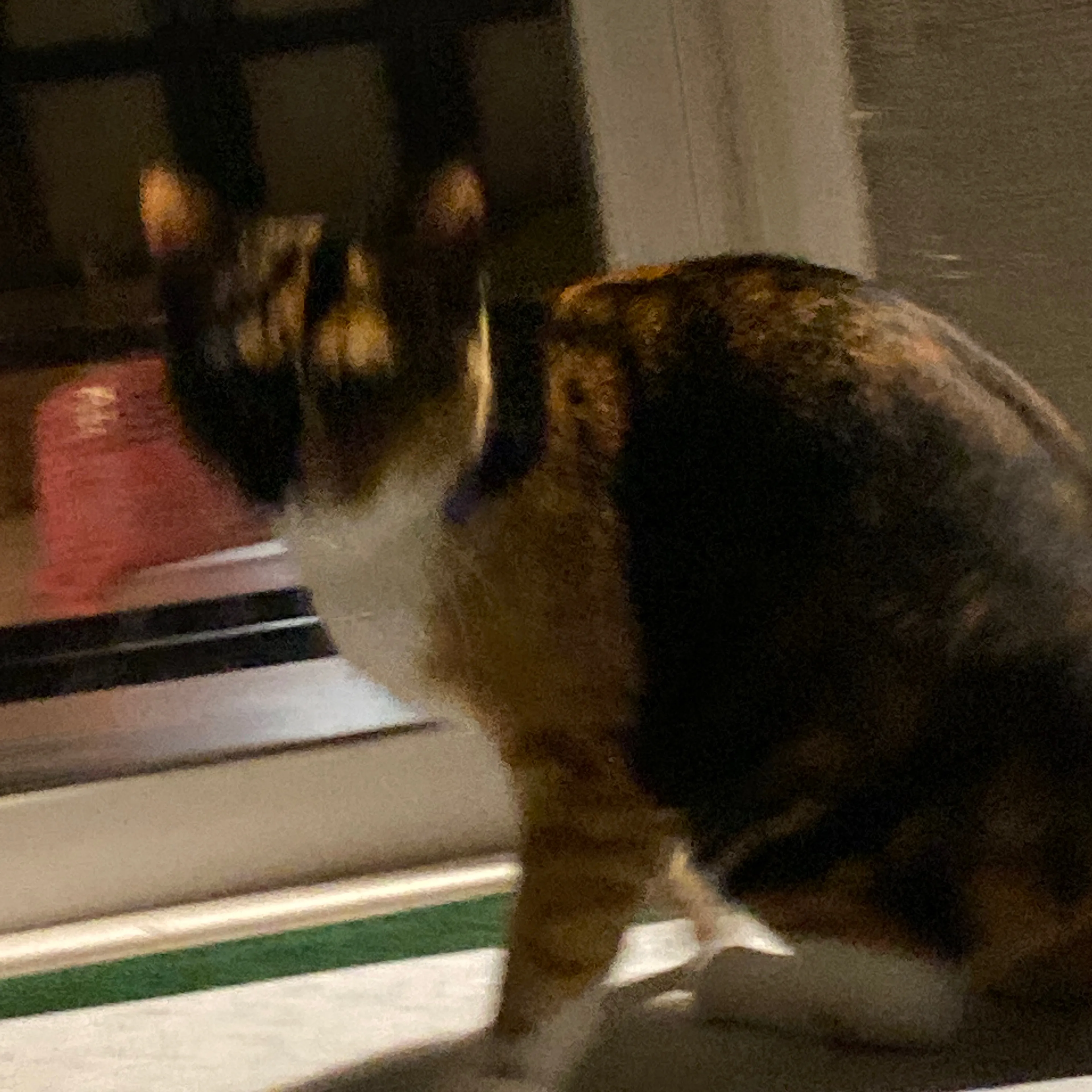Found pet-3