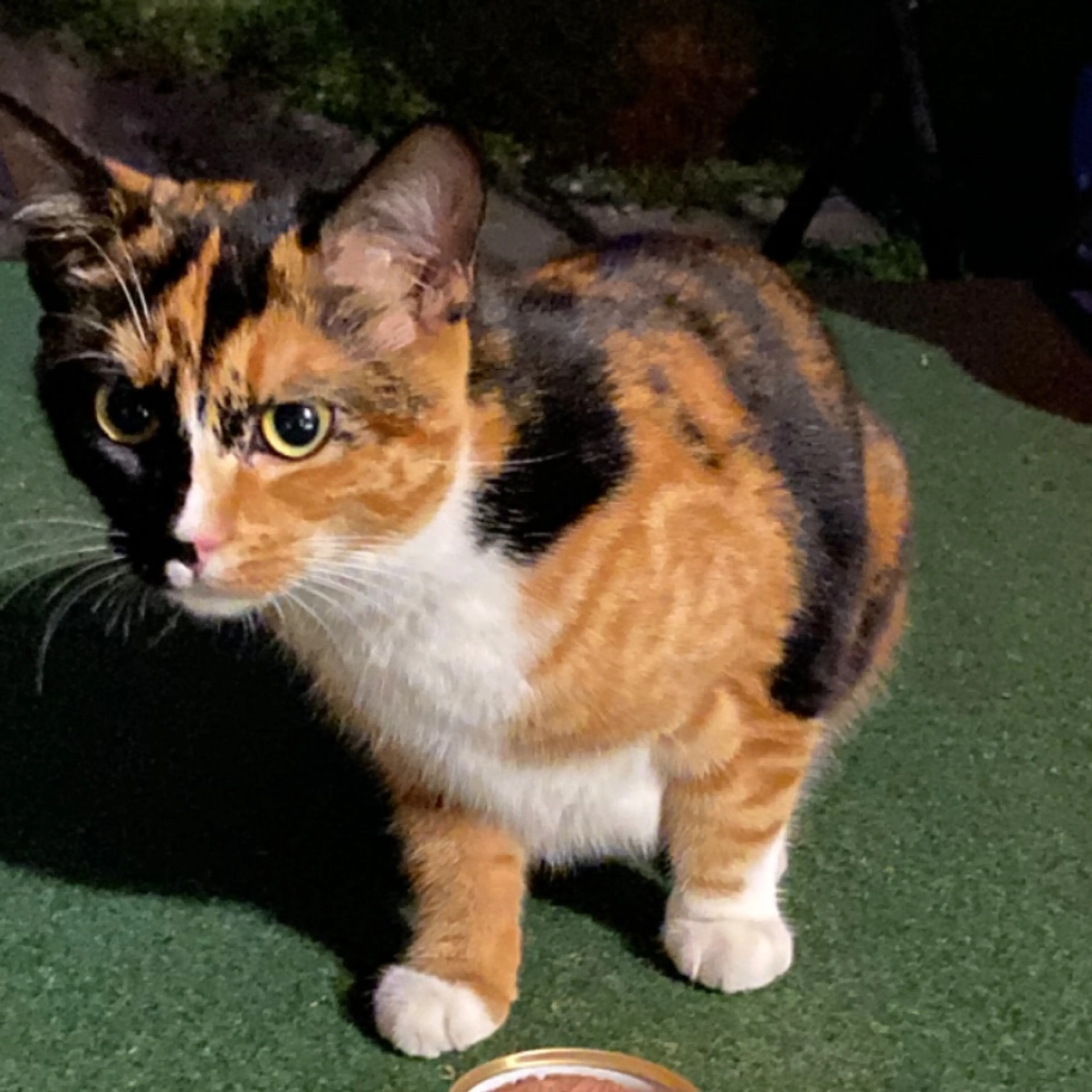 Found pet-0