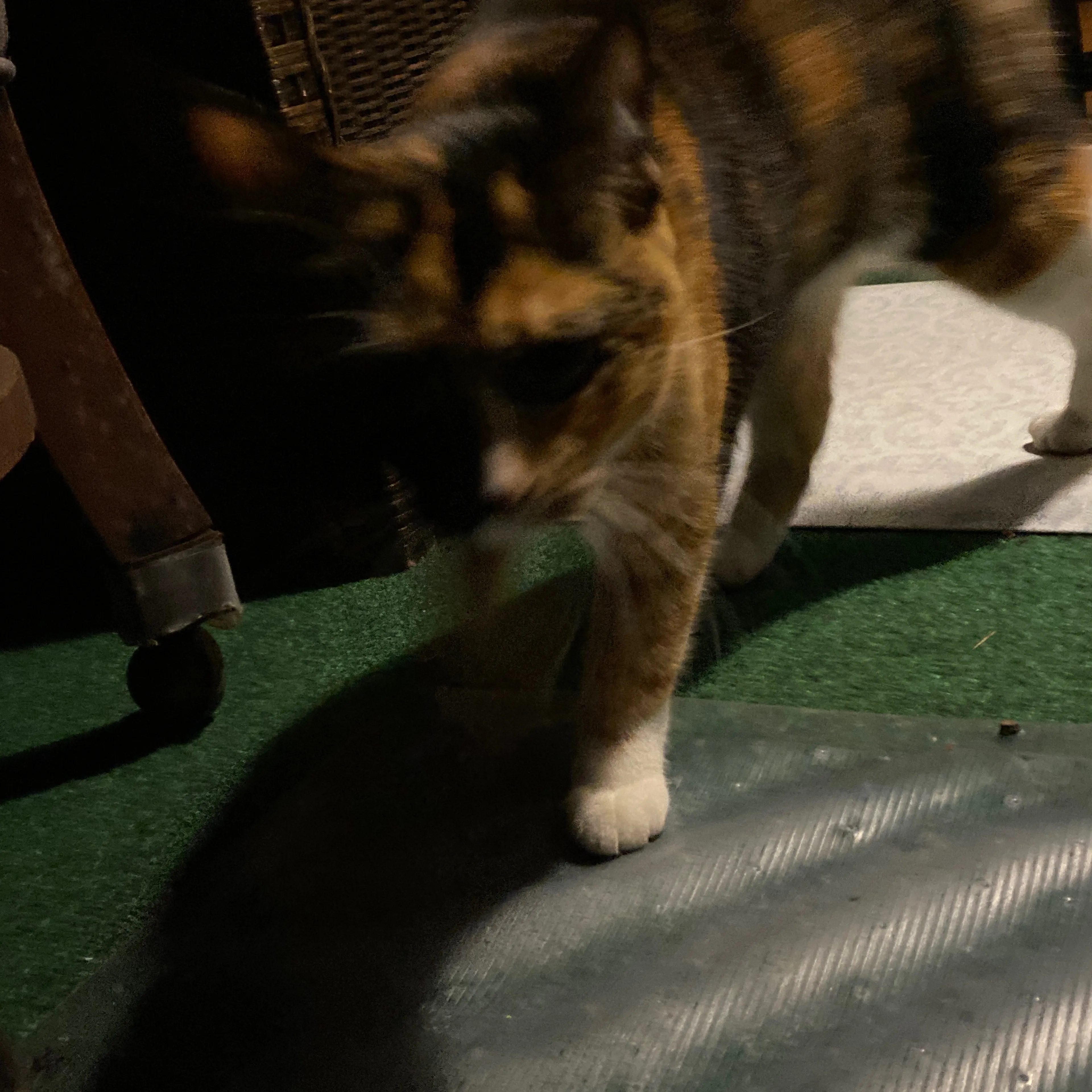 Found pet-2