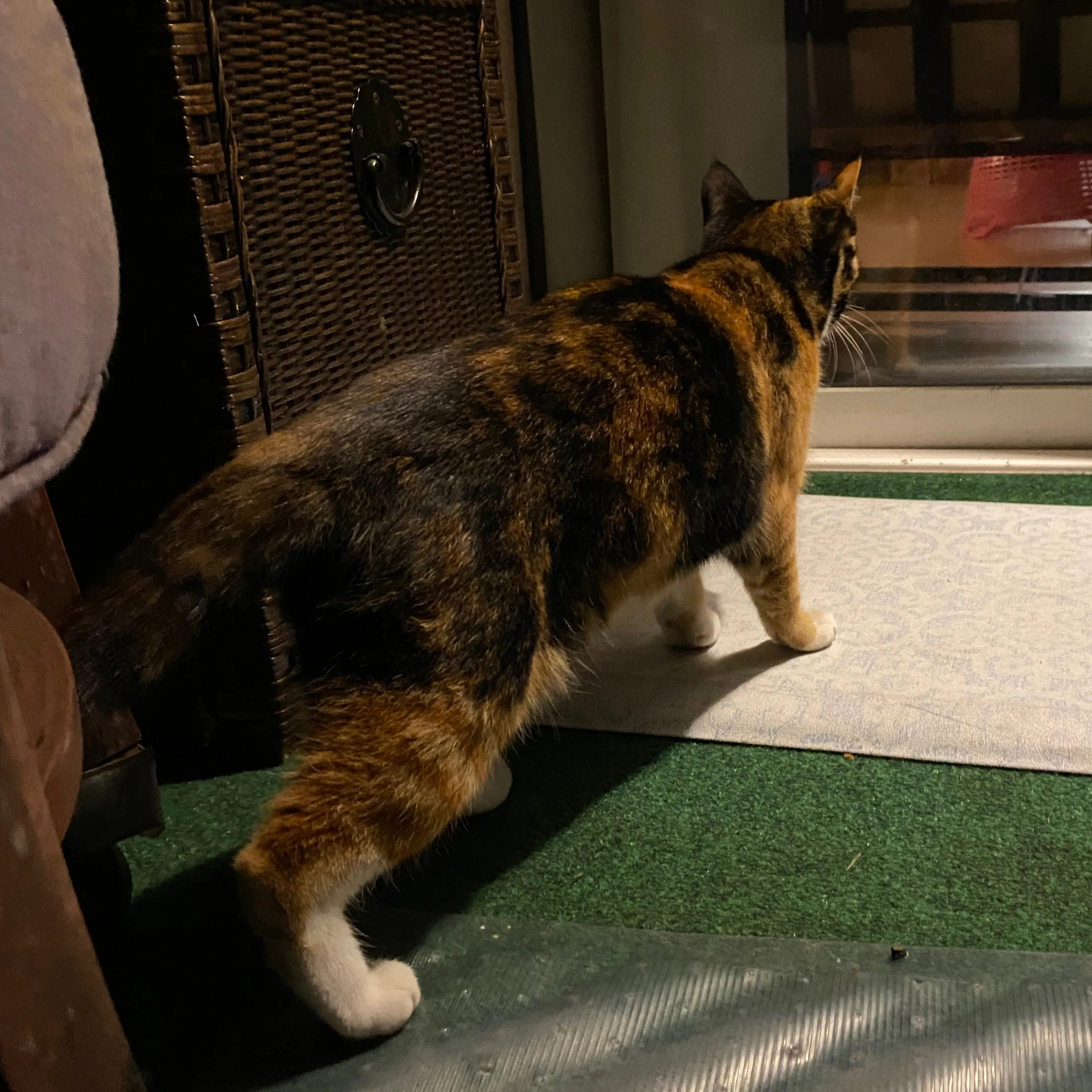 Found pet-1