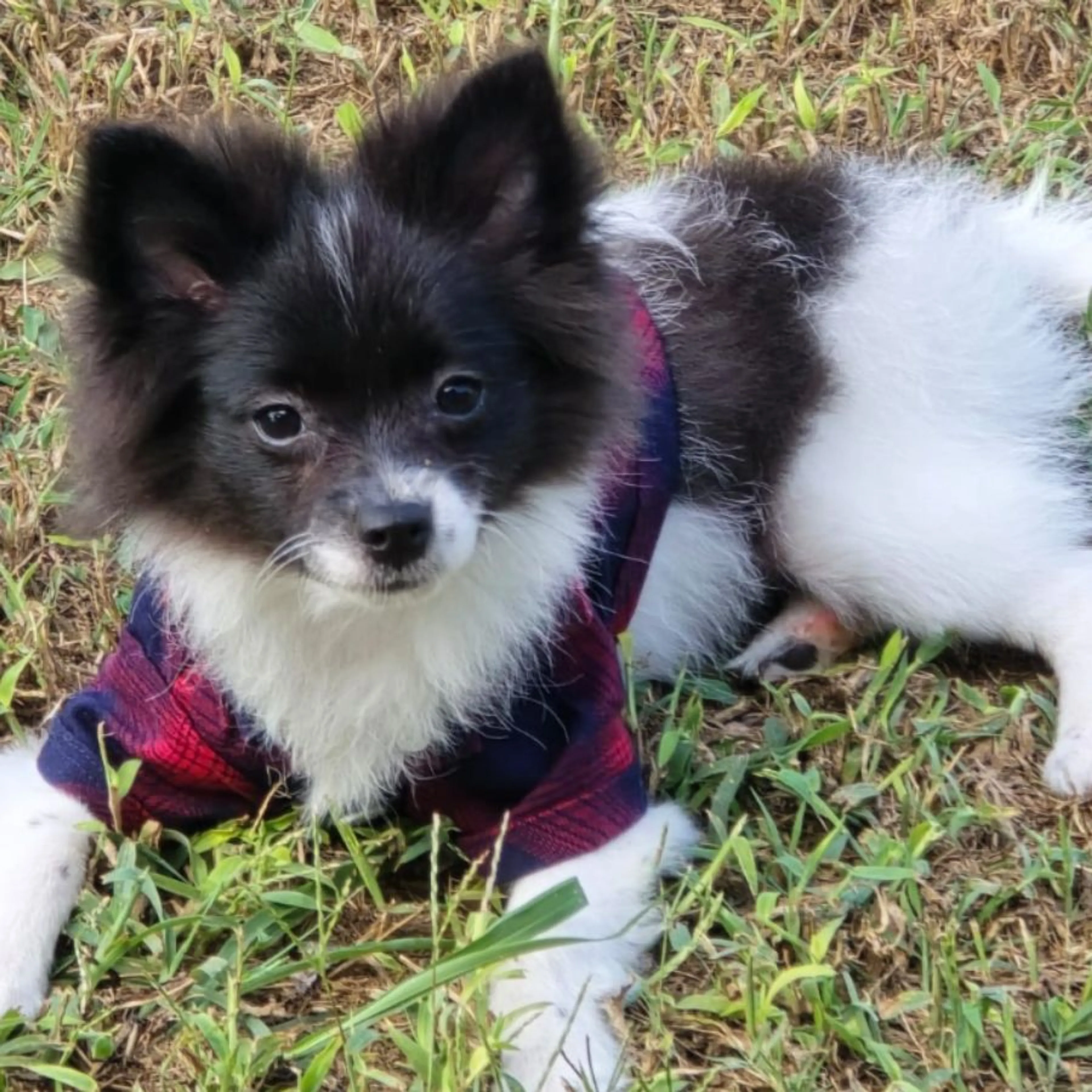 Lost pet